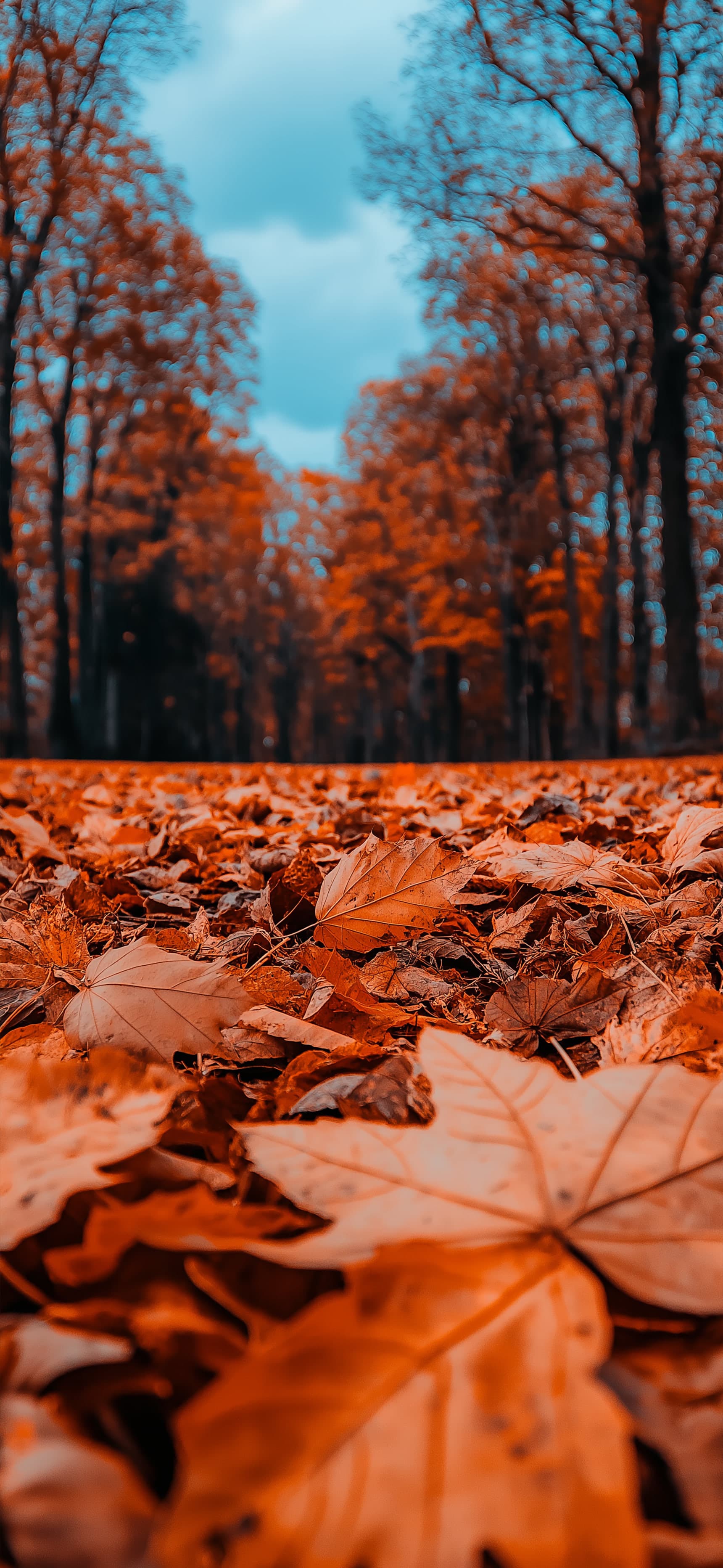 Crimson Trail - Pro phone wallpaper