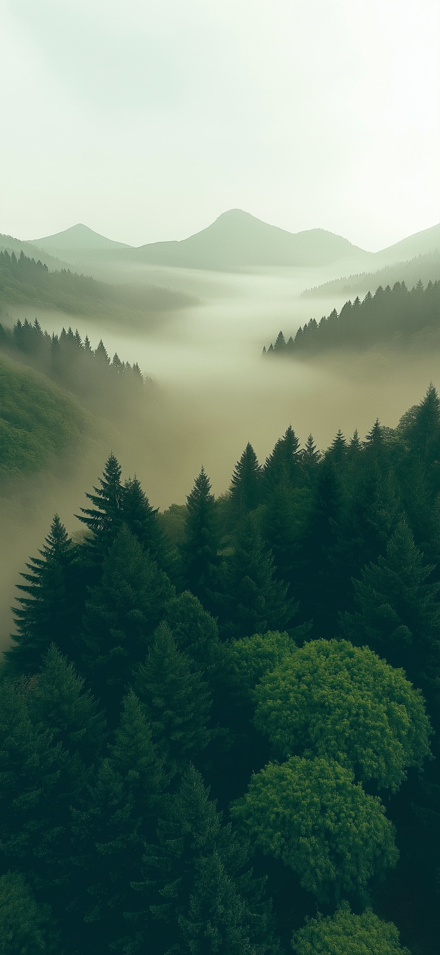 Whispering Pines - free phone wallpaper