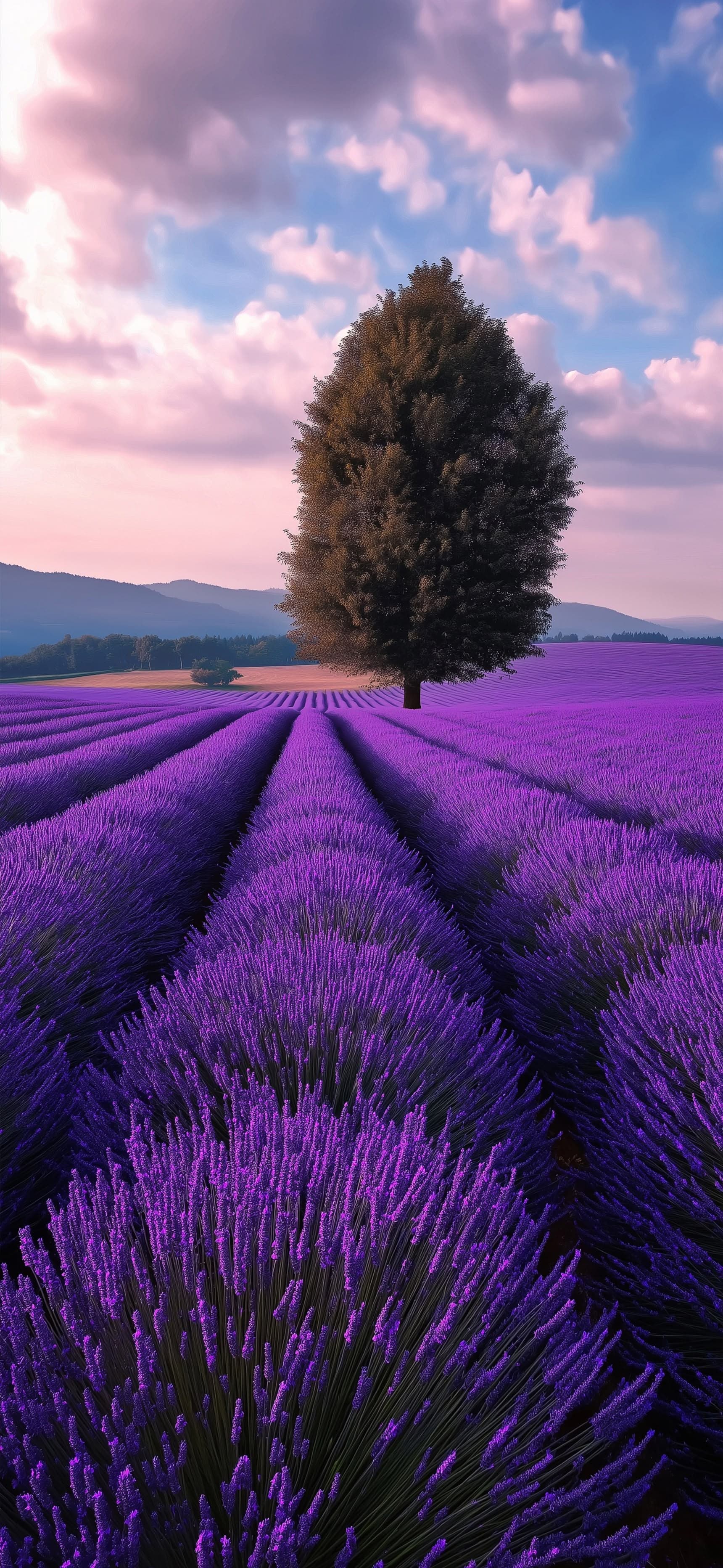 Lavender Path - Pro phone wallpaper