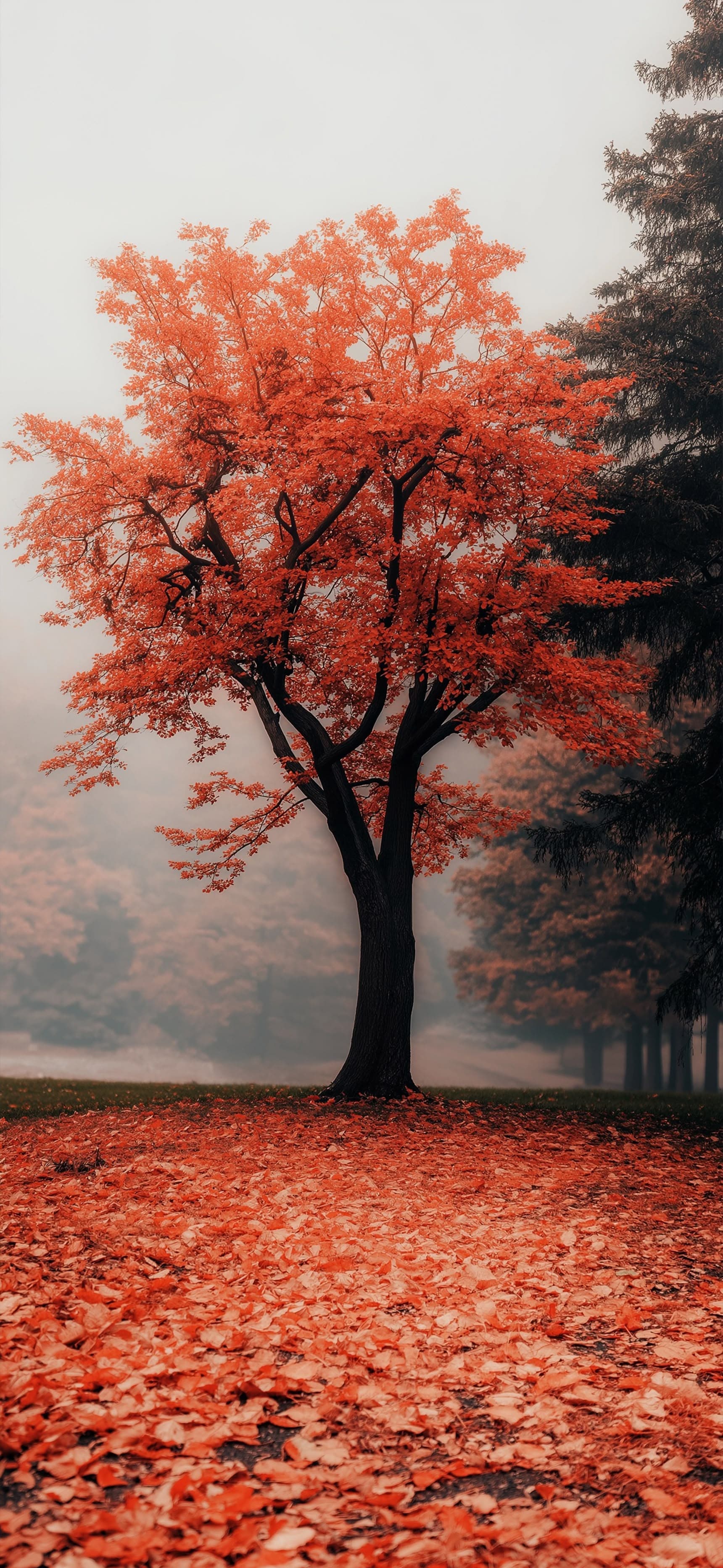Amber Tree - Pro phone wallpaper
