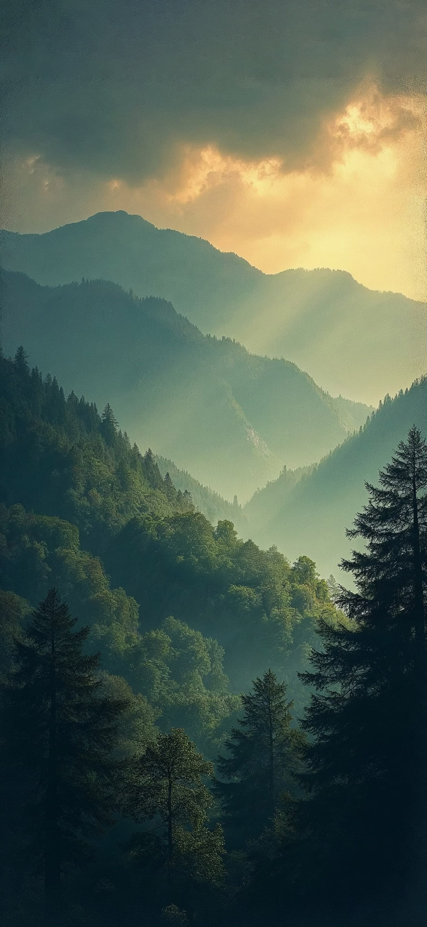 Forest Lightfall - Pro phone wallpaper