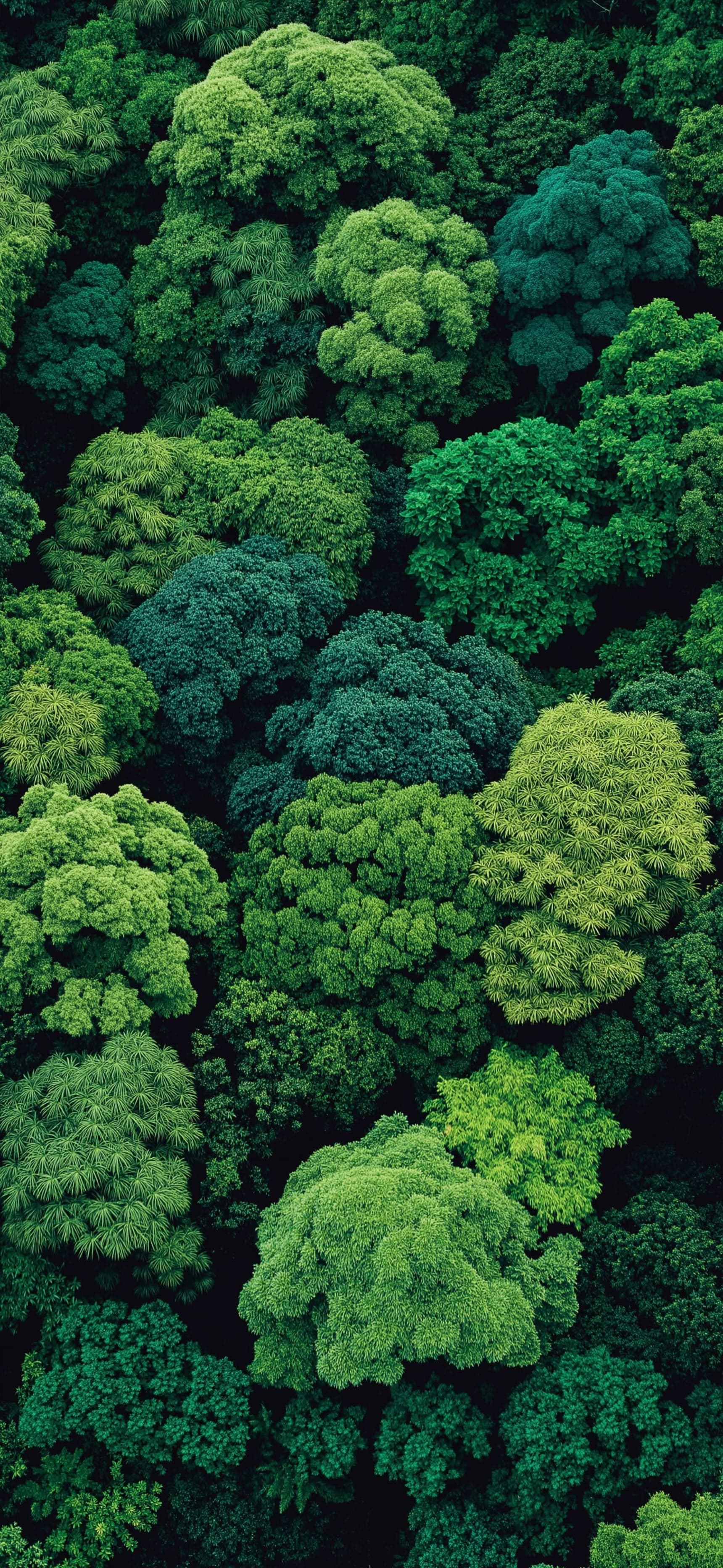 Verdant Canopy View - Pro phone wallpaper