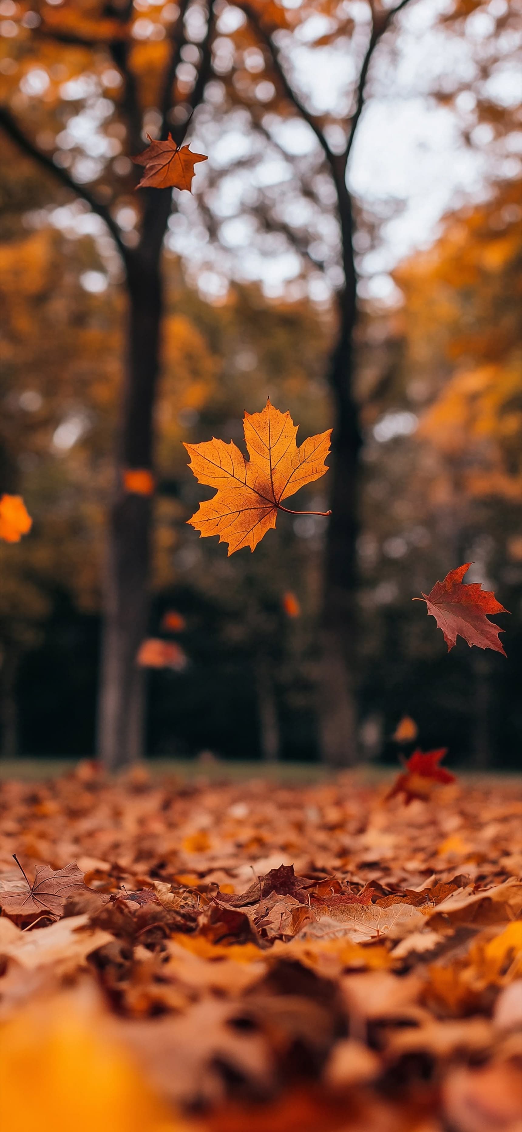 Autumn Leaf Fall - Pro phone wallpaper