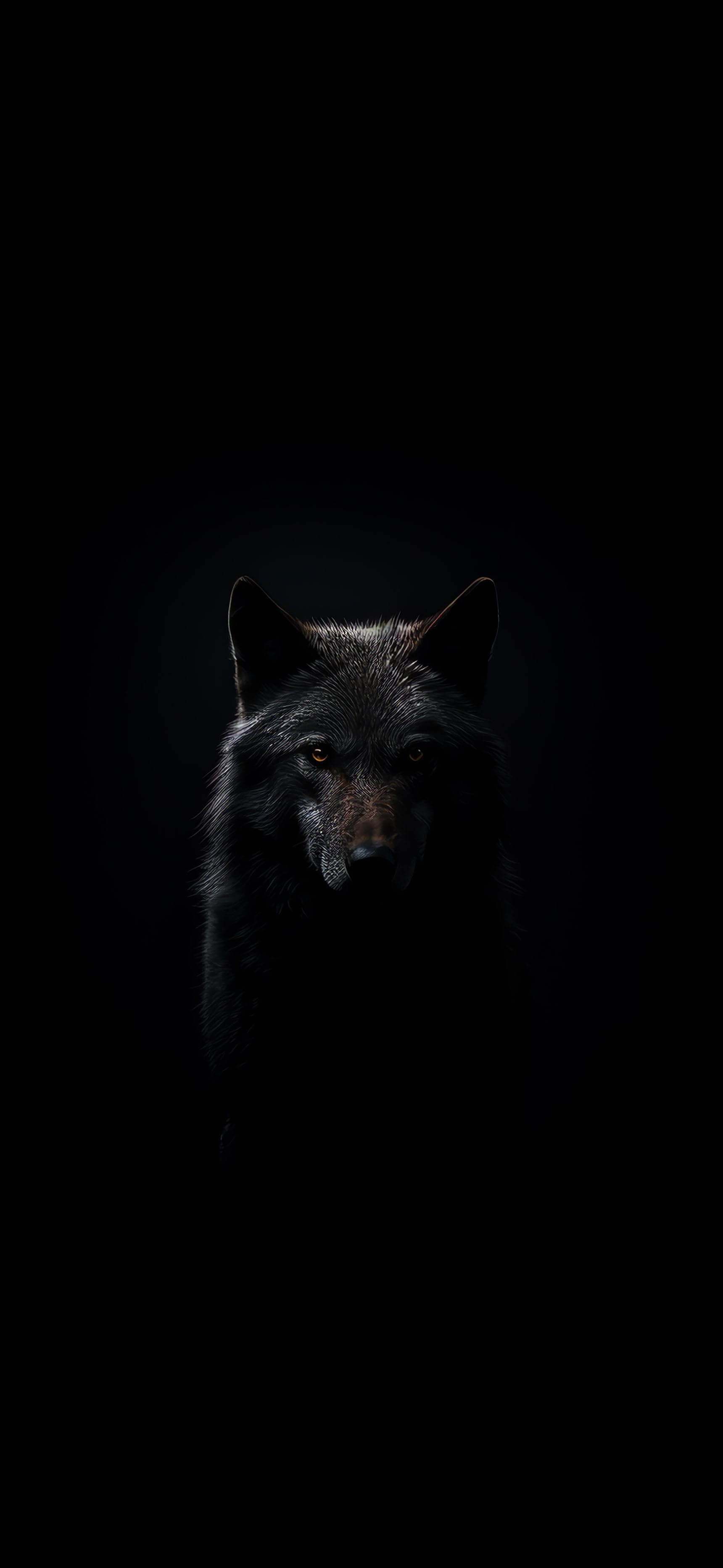 Shadowed Wolf Portrait - Pro phone wallpaper
