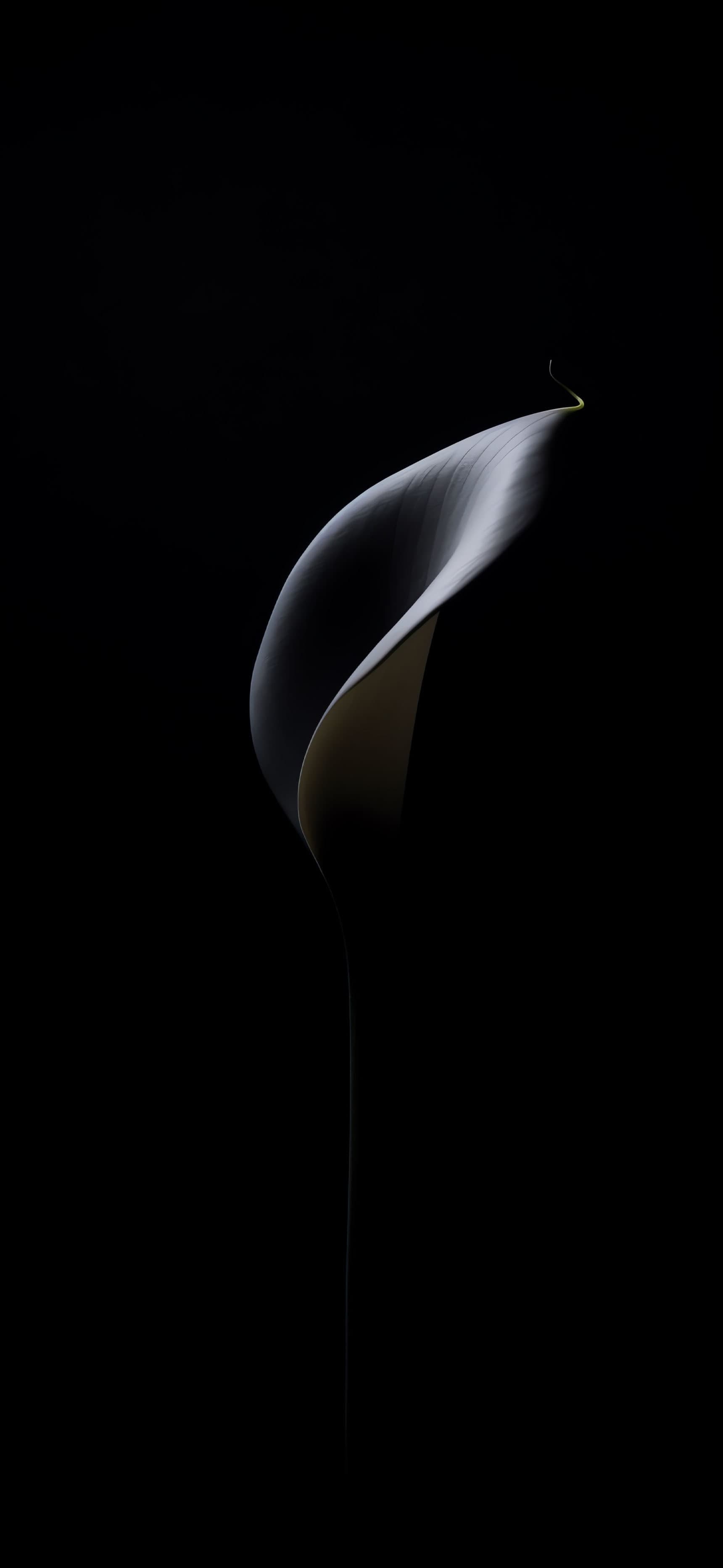 Elegant Dark Bloom - Pro phone wallpaper