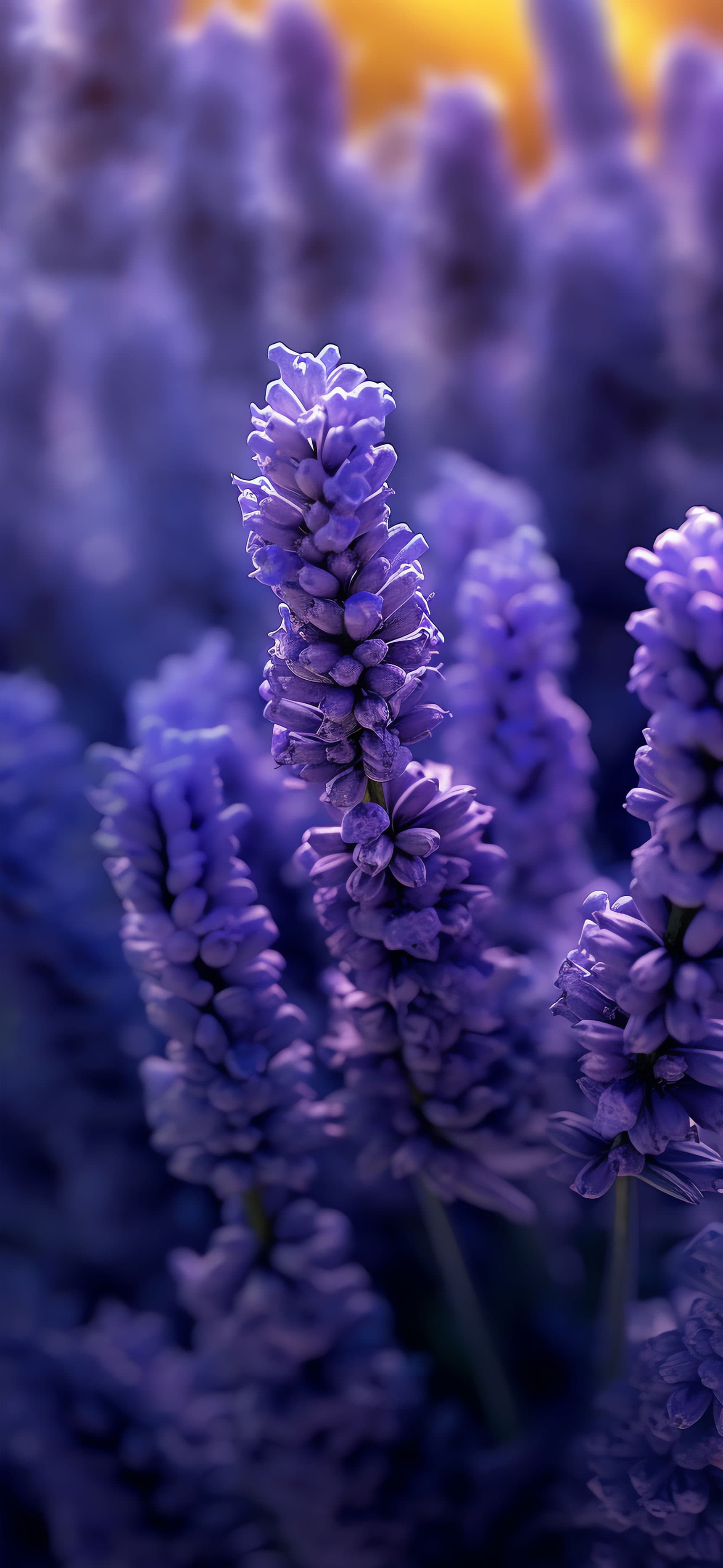 Lavender Field Bloom - Pro phone wallpaper