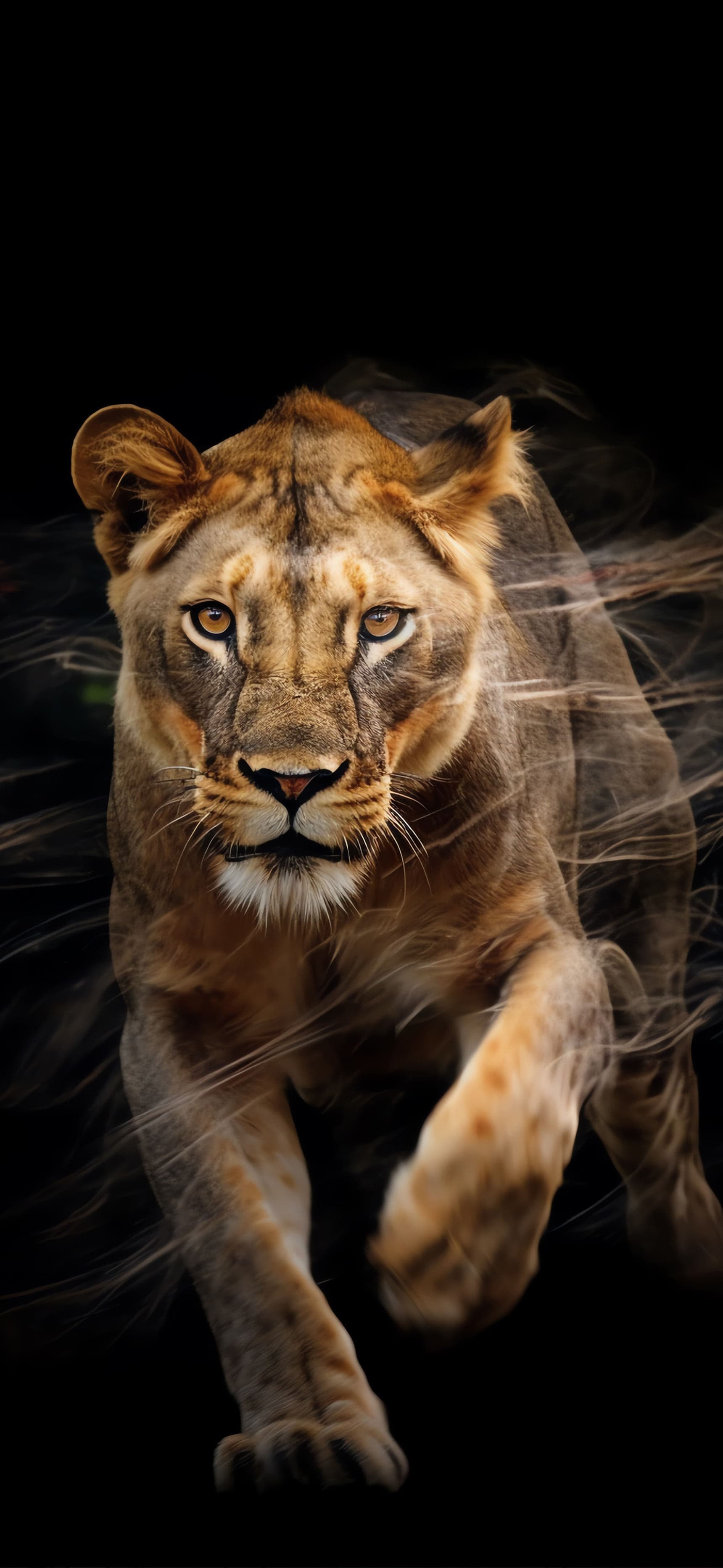 Lioness Hunting Stance - Pro phone wallpaper
