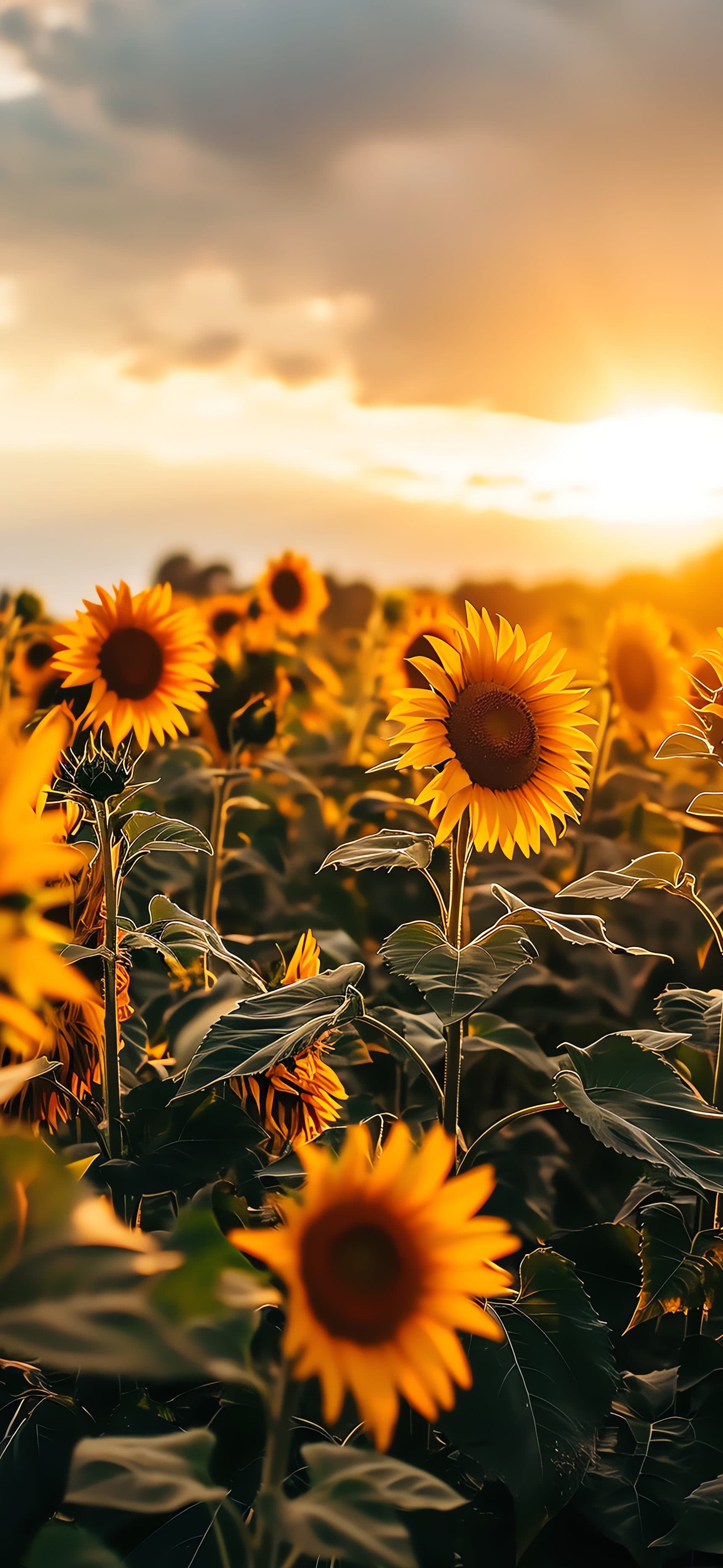 Sunflower Sunset - Pro phone wallpaper
