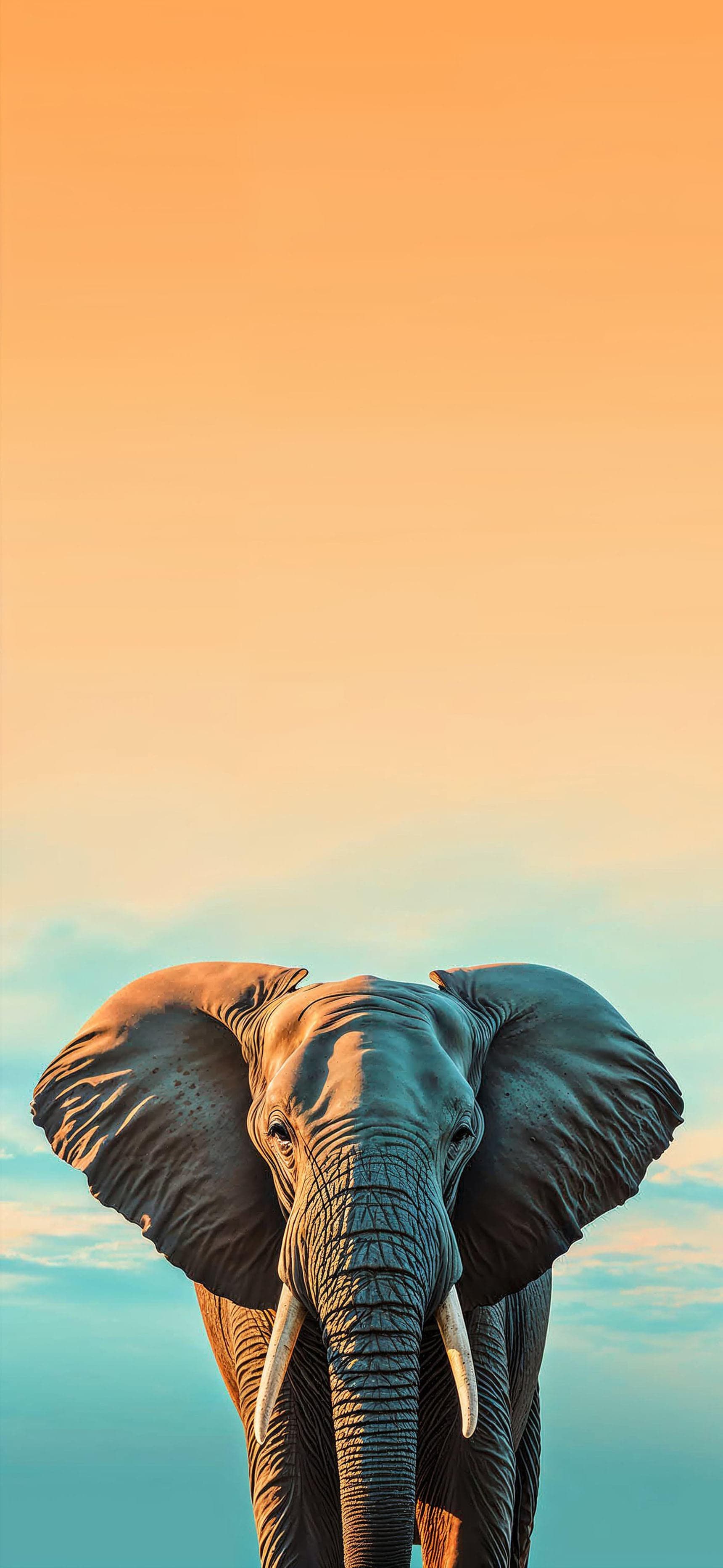 Majestic African Elephant - Pro phone wallpaper