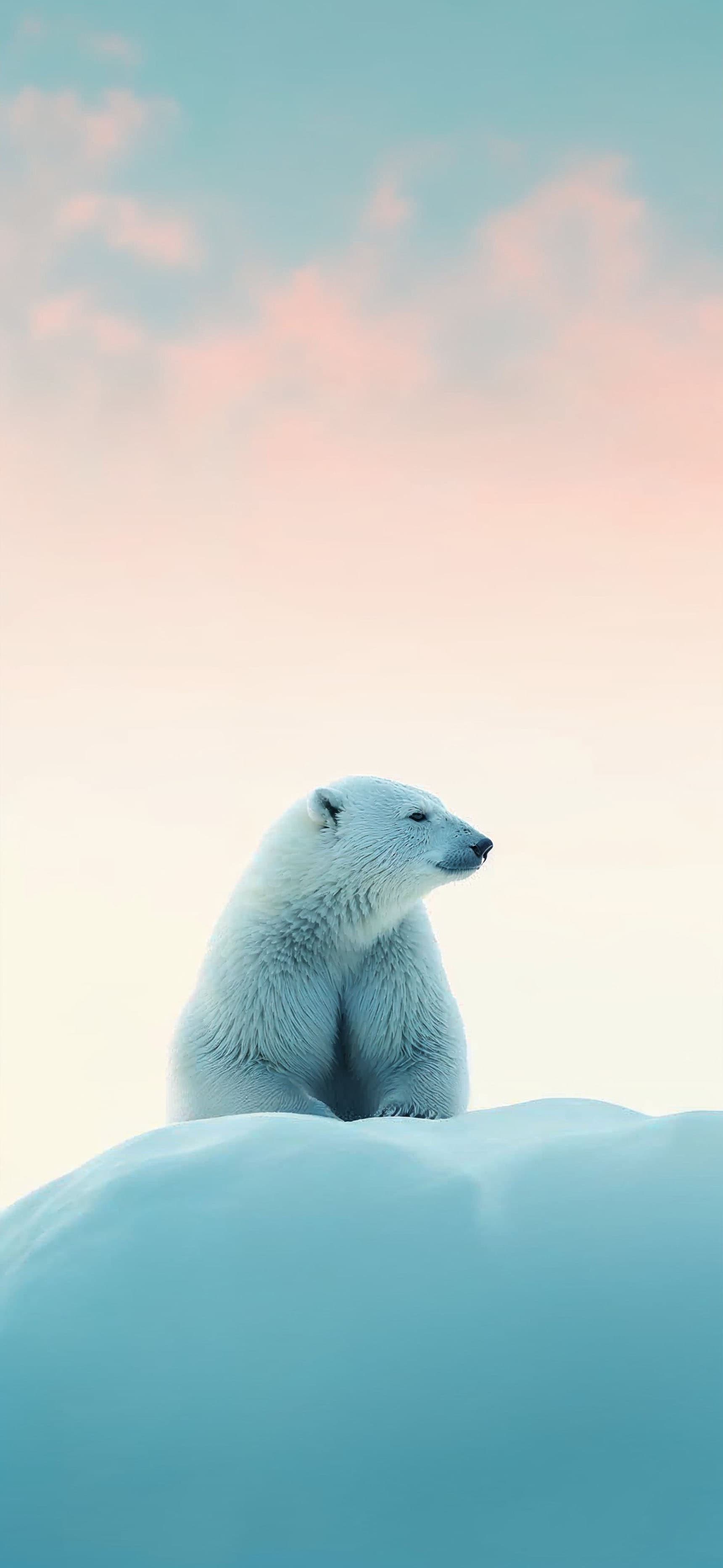 Polar Bear Serenity - Pro phone wallpaper