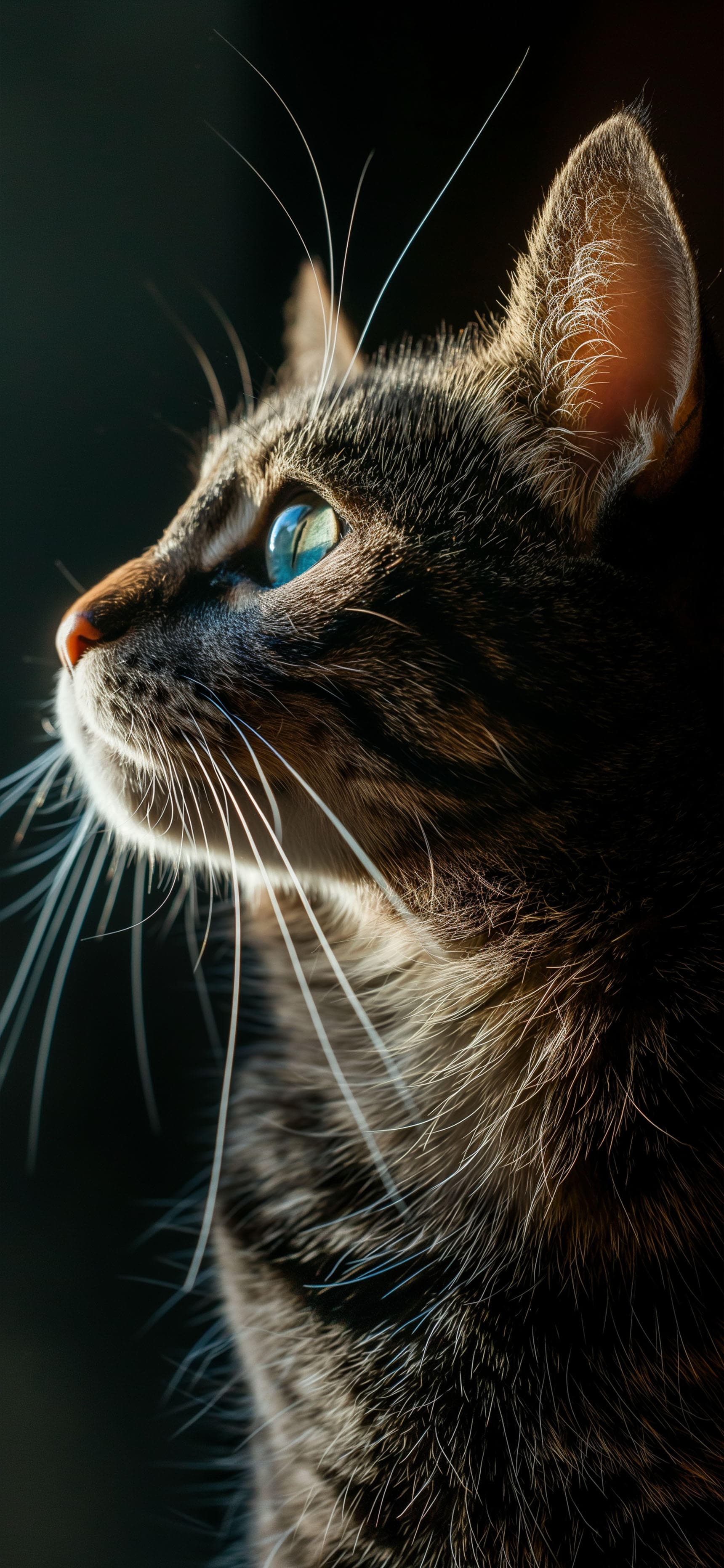 Tabby Cat Profile - Pro phone wallpaper