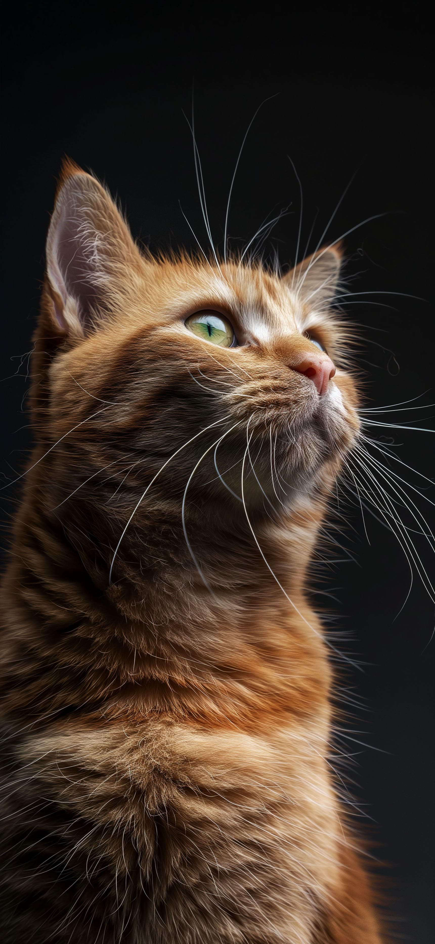Ginger Cat Portrait - Pro phone wallpaper