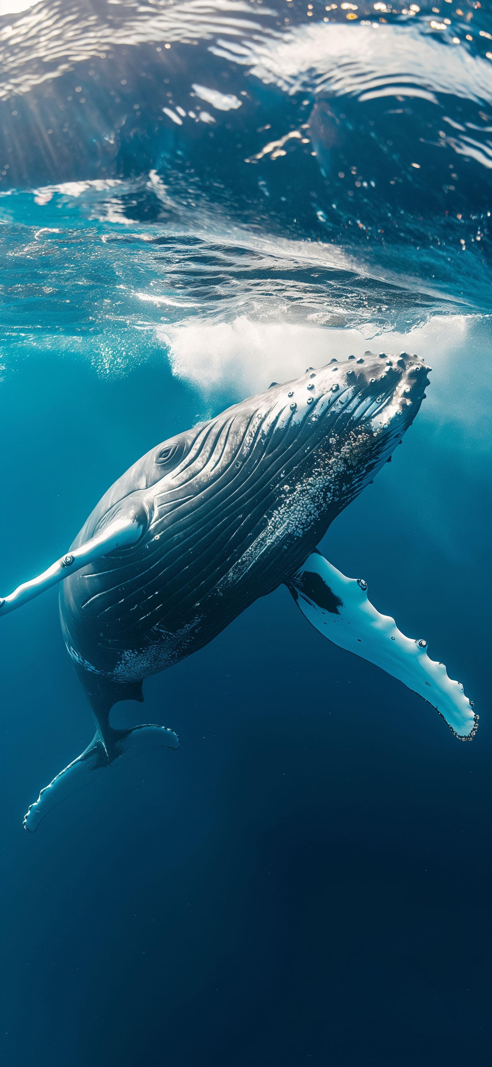 Whale Underwater Gaze - Pro phone wallpaper