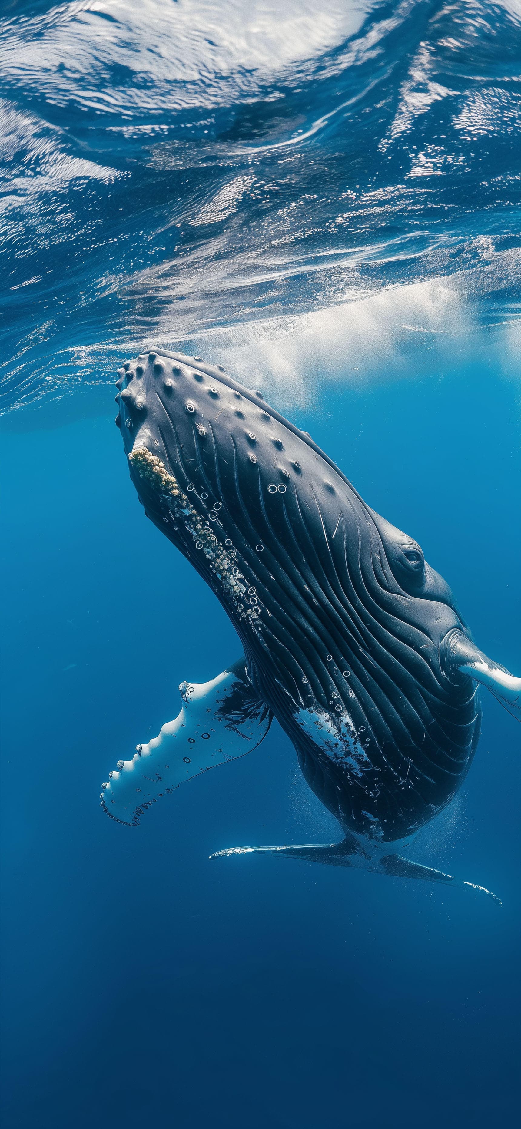 Underwater Whale Majesty - Pro phone wallpaper