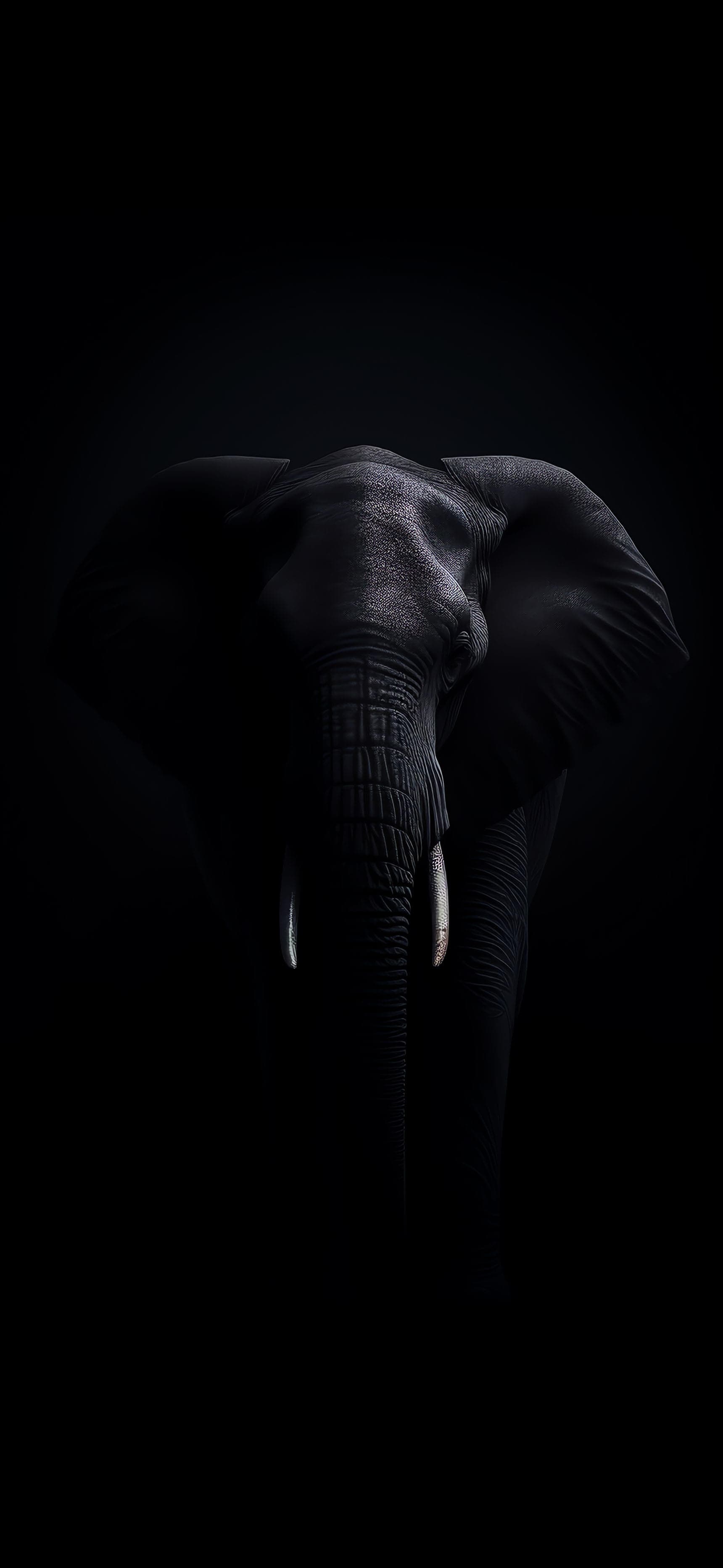 Elephant Dark Portrait - Pro phone wallpaper
