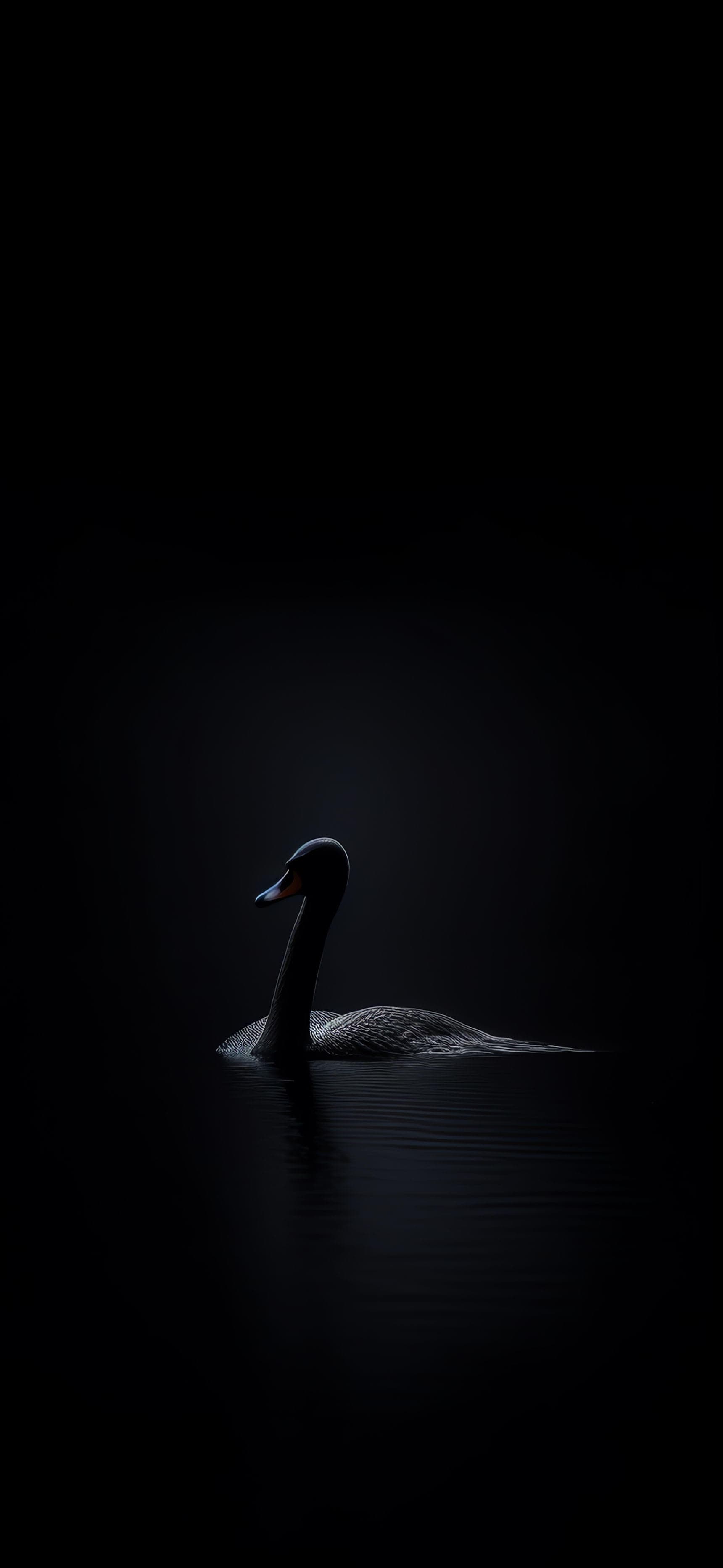Monochrome Swan Serenity - Pro phone wallpaper