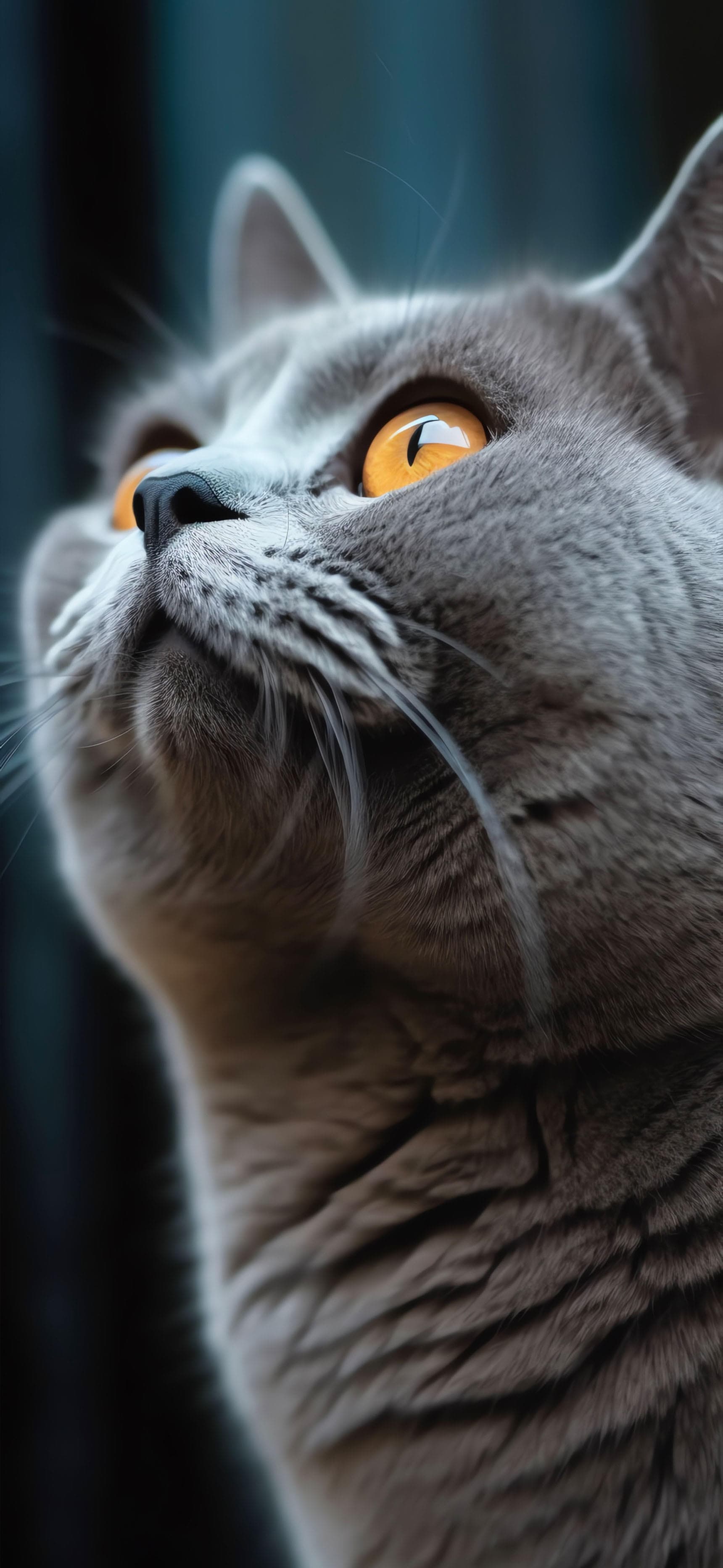 Gray Cat - Pro phone wallpaper