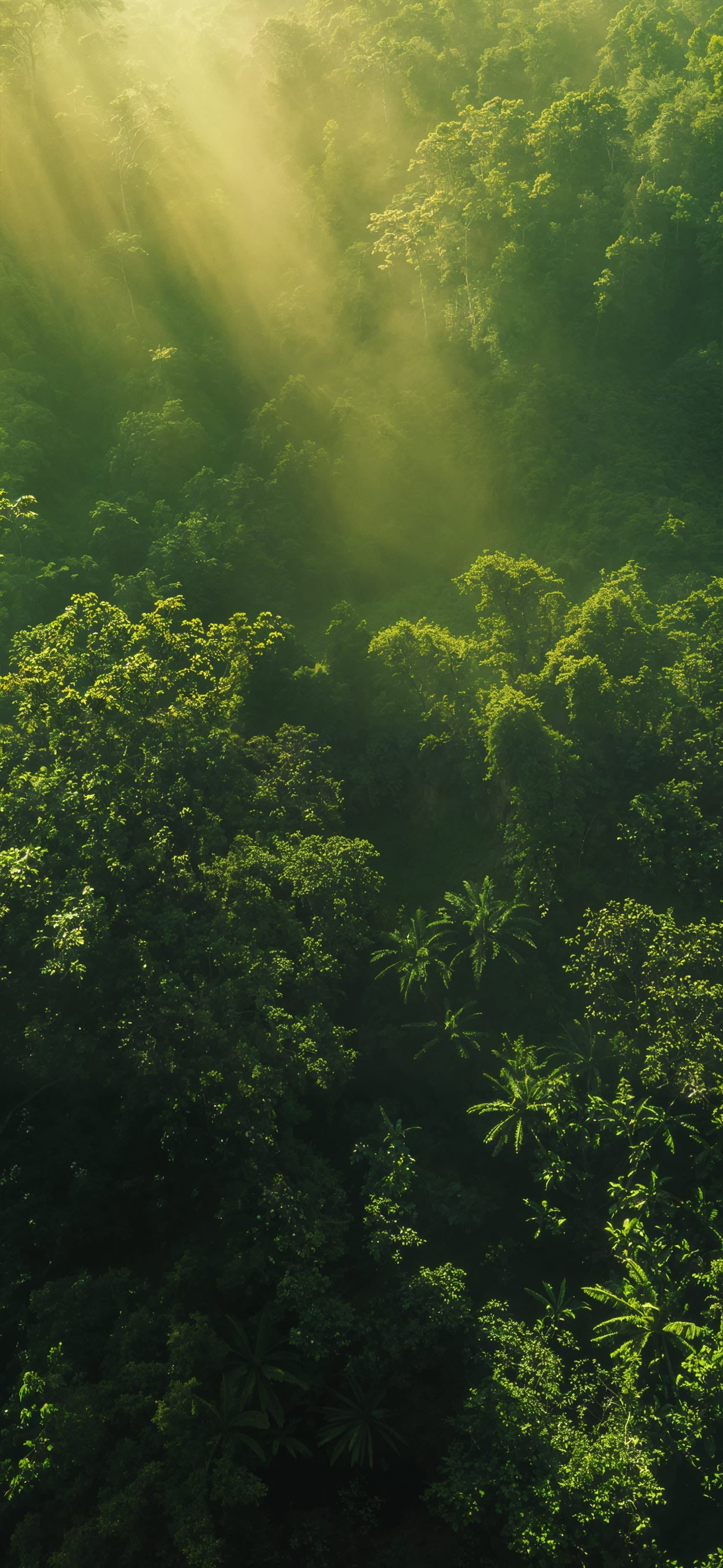 Jungle Aerial View - Pro phone wallpaper