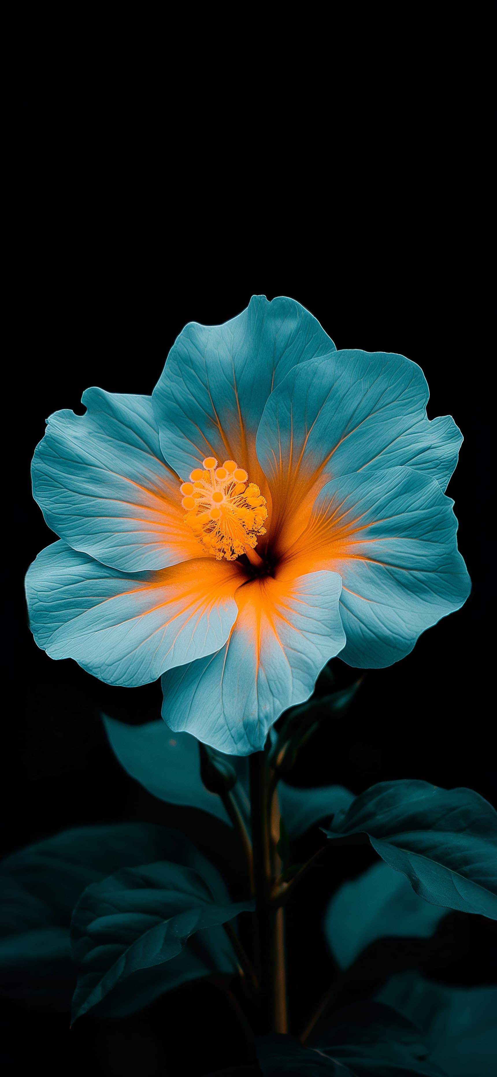 Cyan Hibiscus Bloom - Pro phone wallpaper