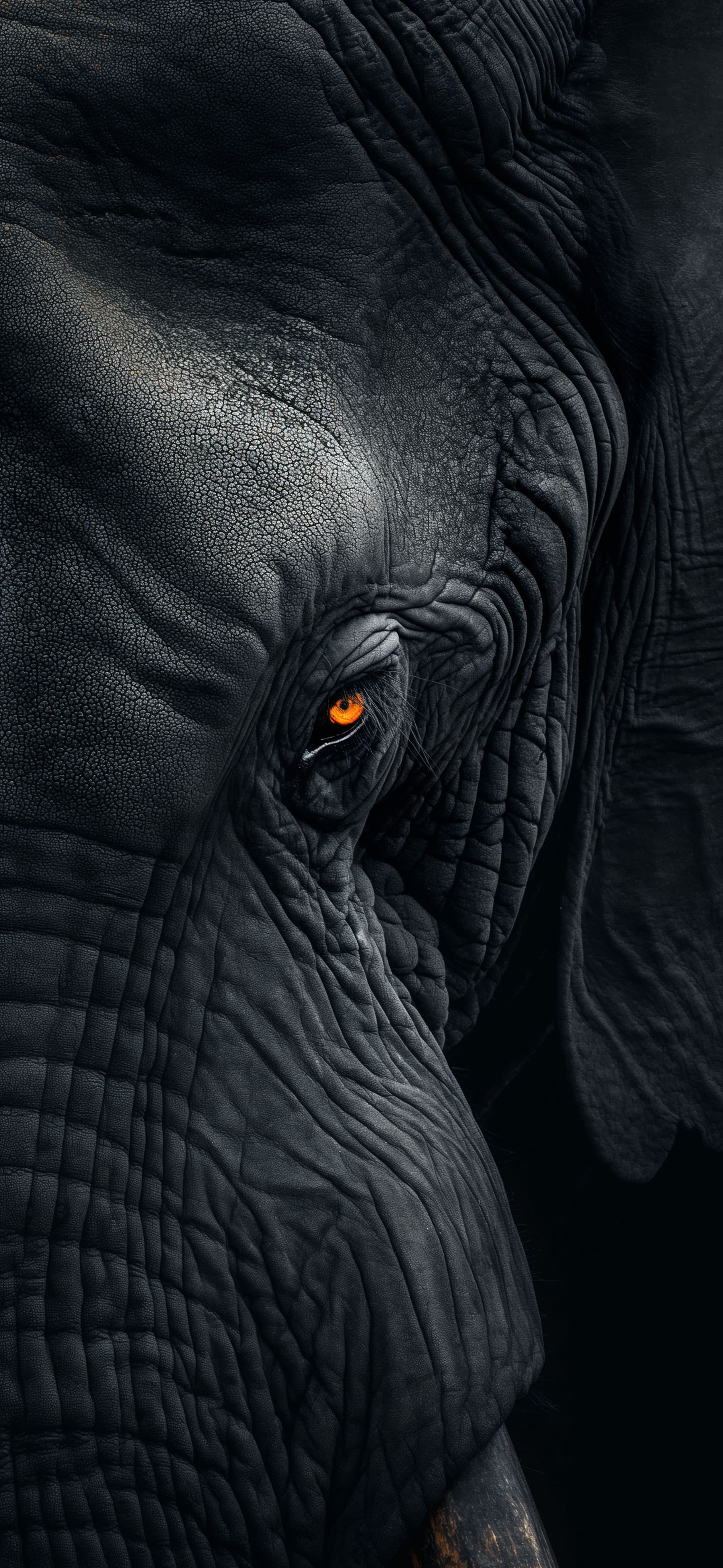 Elephant Eye Detail - Pro phone wallpaper