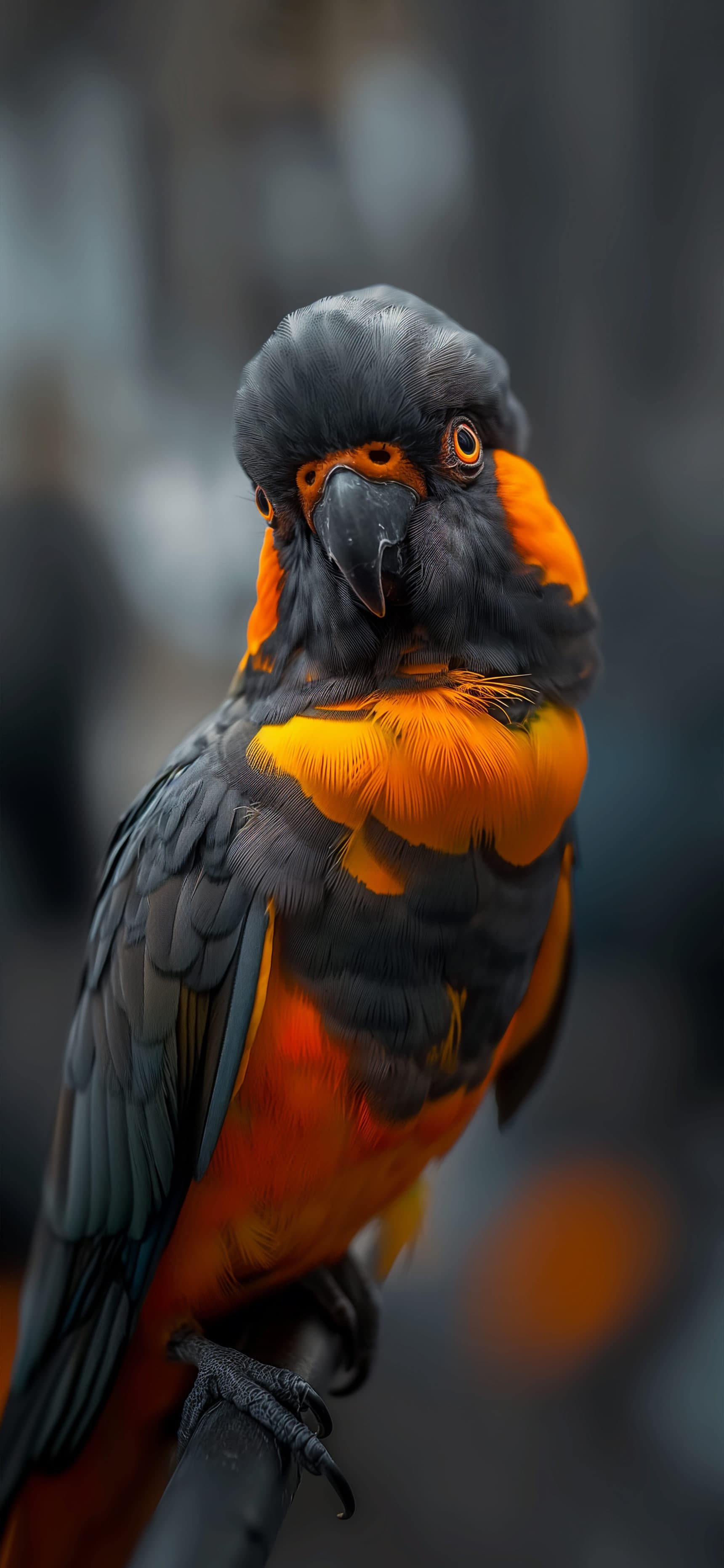 Orange Parrot Portrait - Pro phone wallpaper