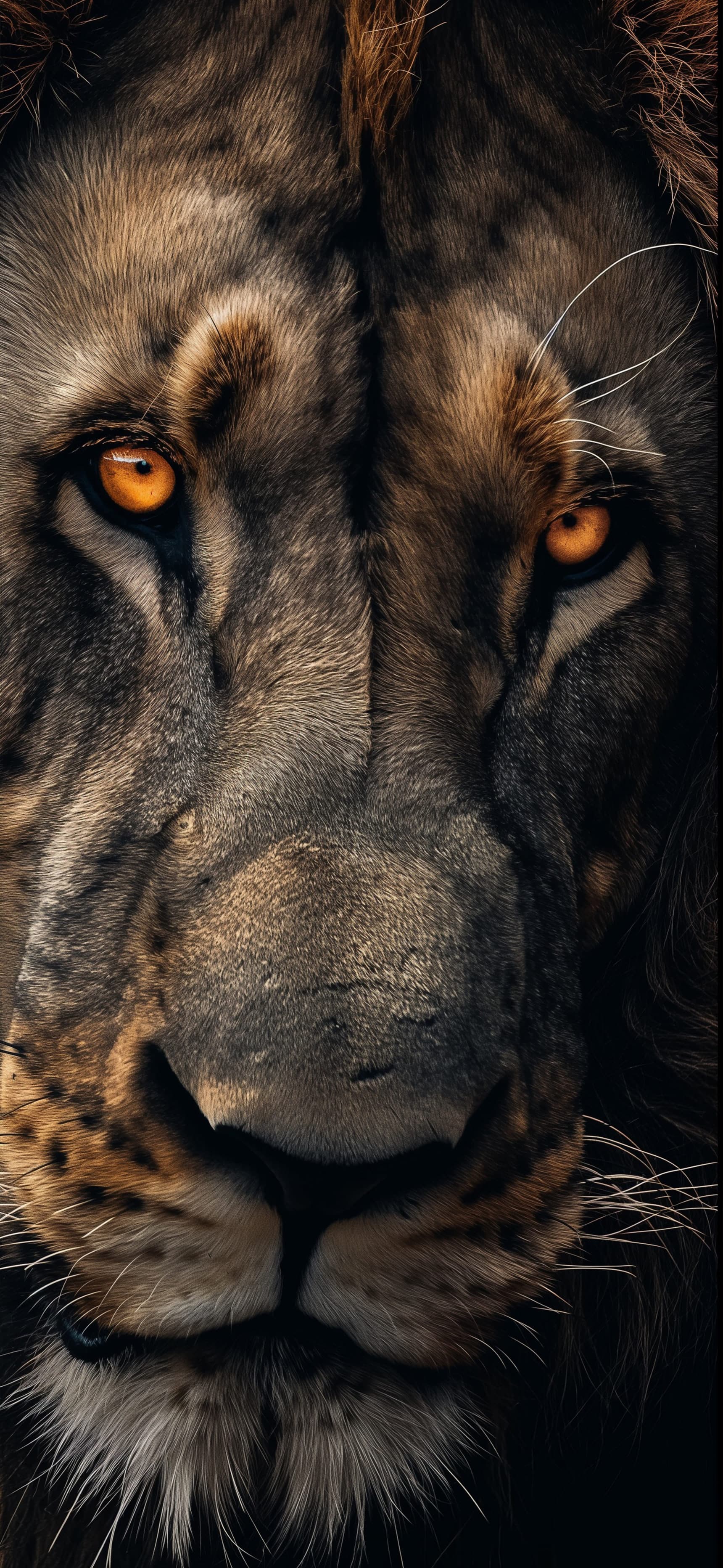 Lion Intense Stare - Pro phone wallpaper