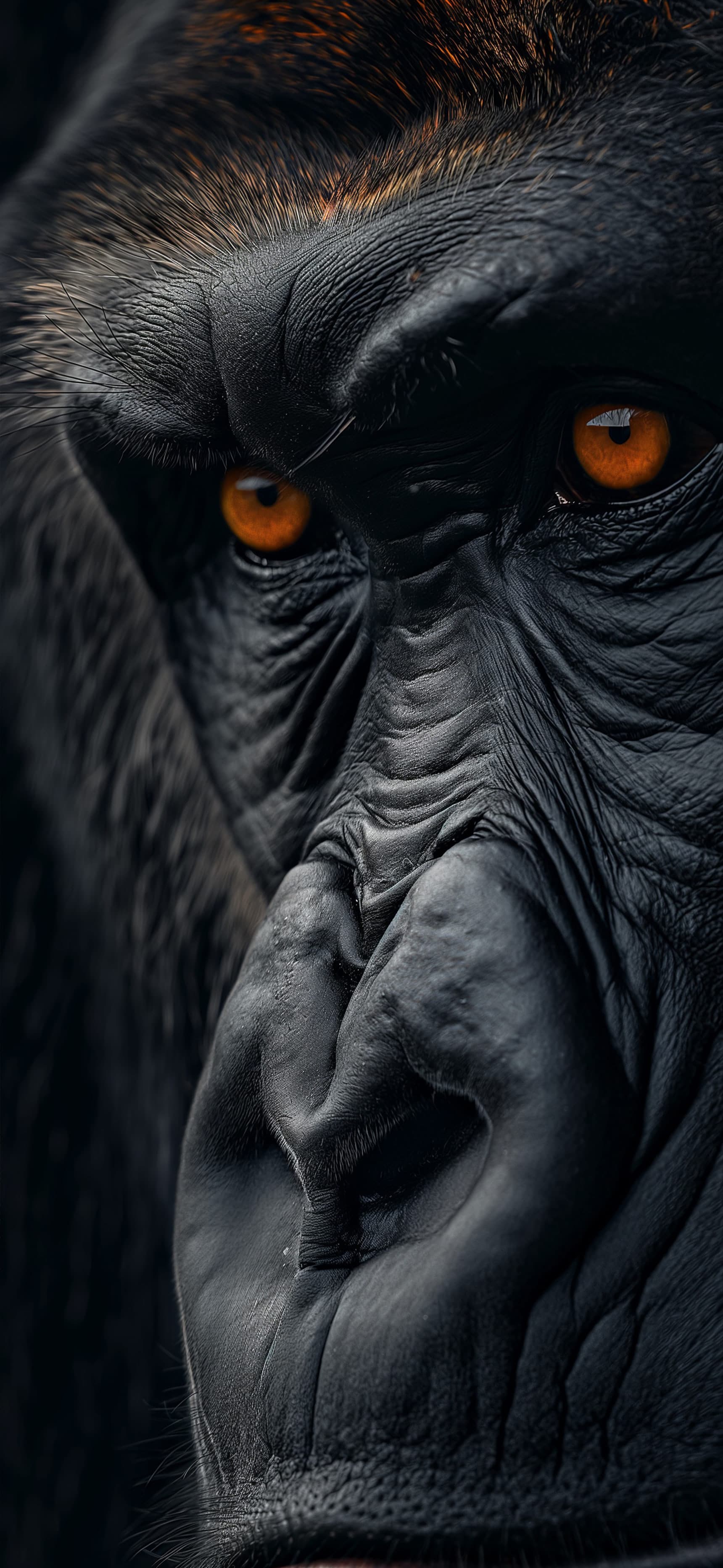 Gorilla Intense Gaze - Pro phone wallpaper