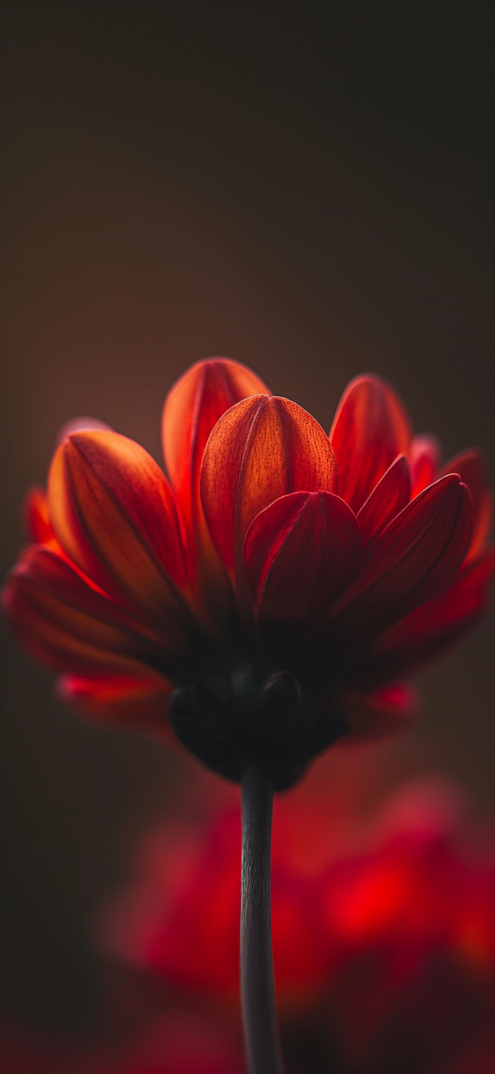 Crimson Bloom - Pro phone wallpaper