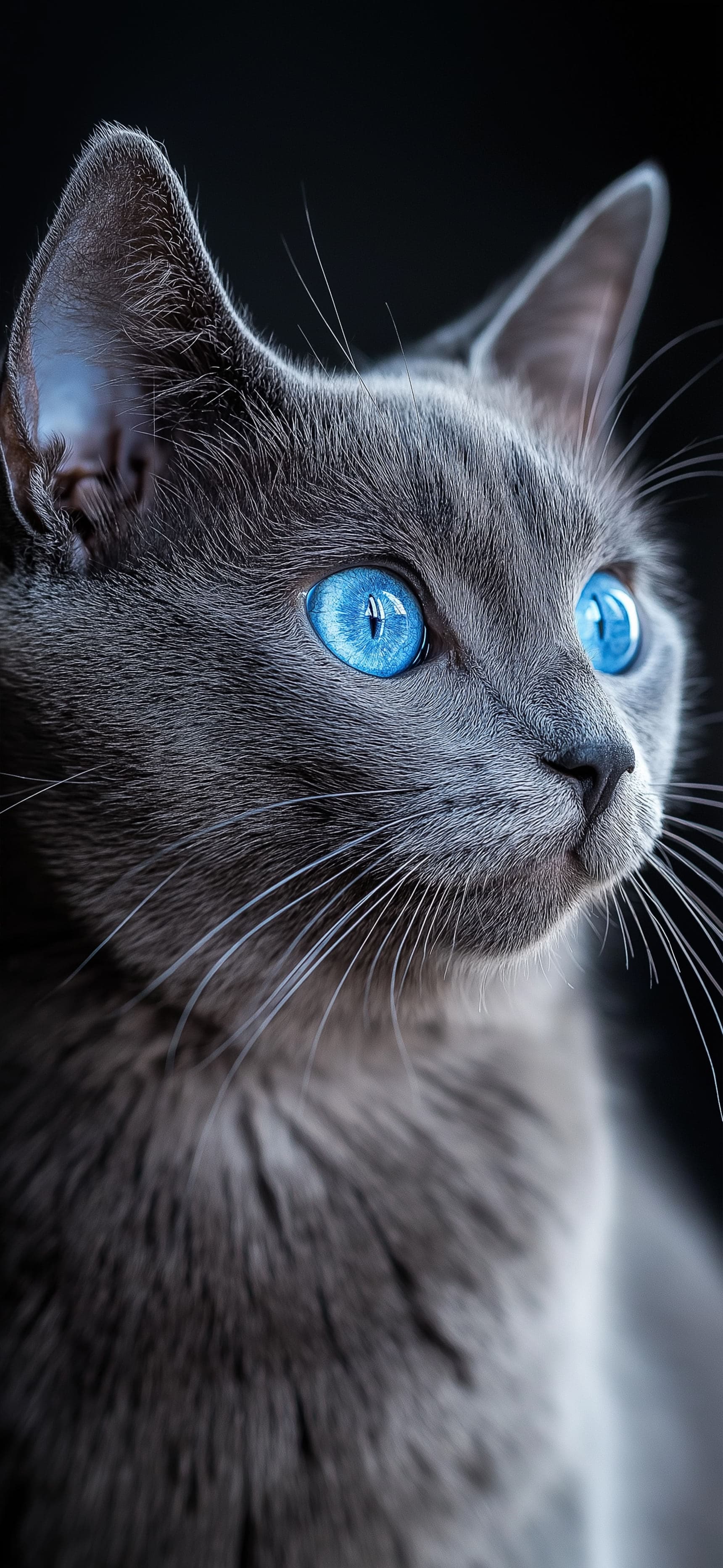 Dreamy Paws - Pro phone wallpaper