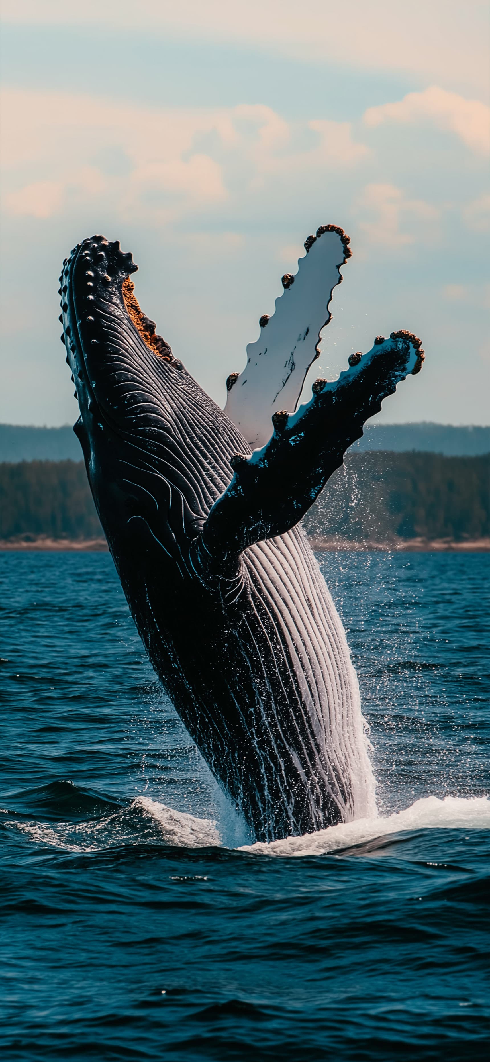 Humpback Rise - Pro phone wallpaper