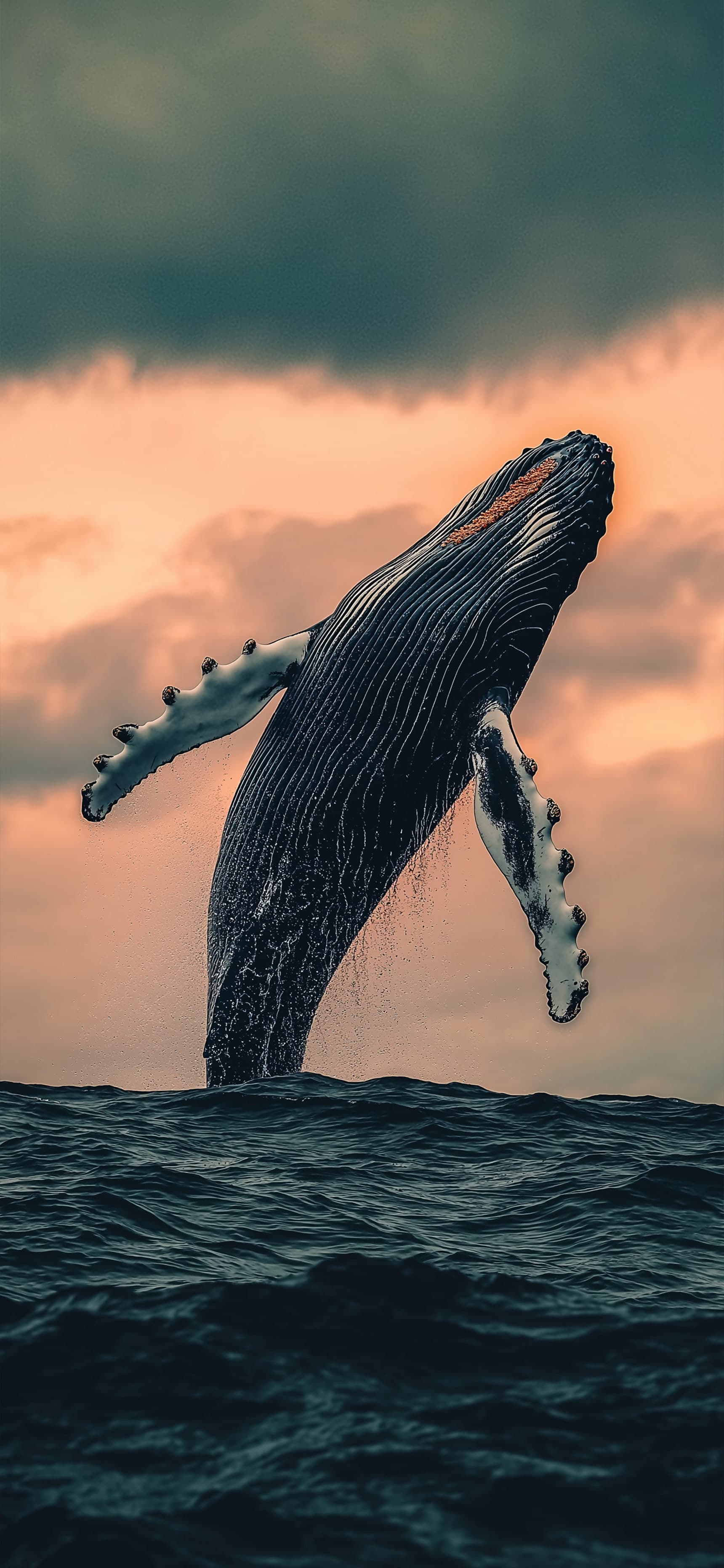 Whale Jump Dusk - Pro phone wallpaper