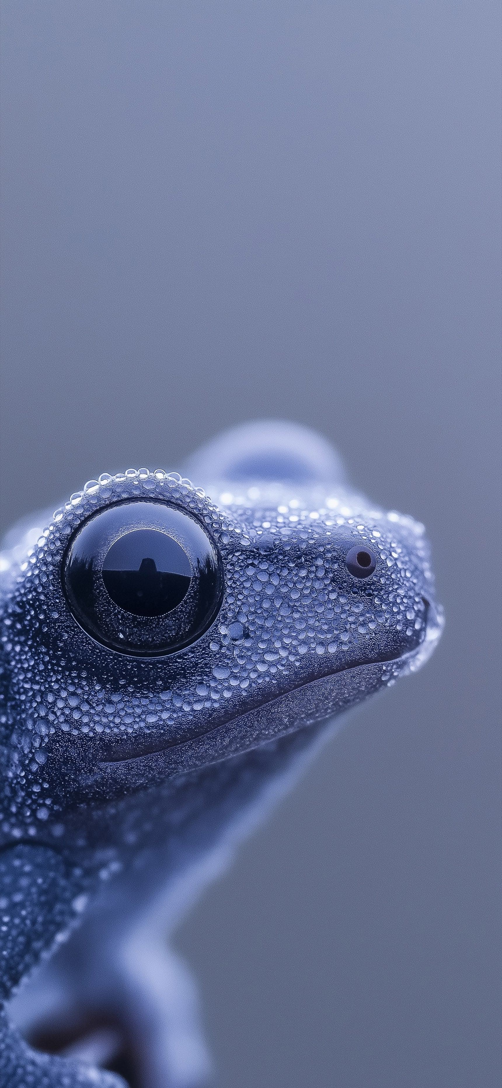 Moist Gecko - Pro phone wallpaper
