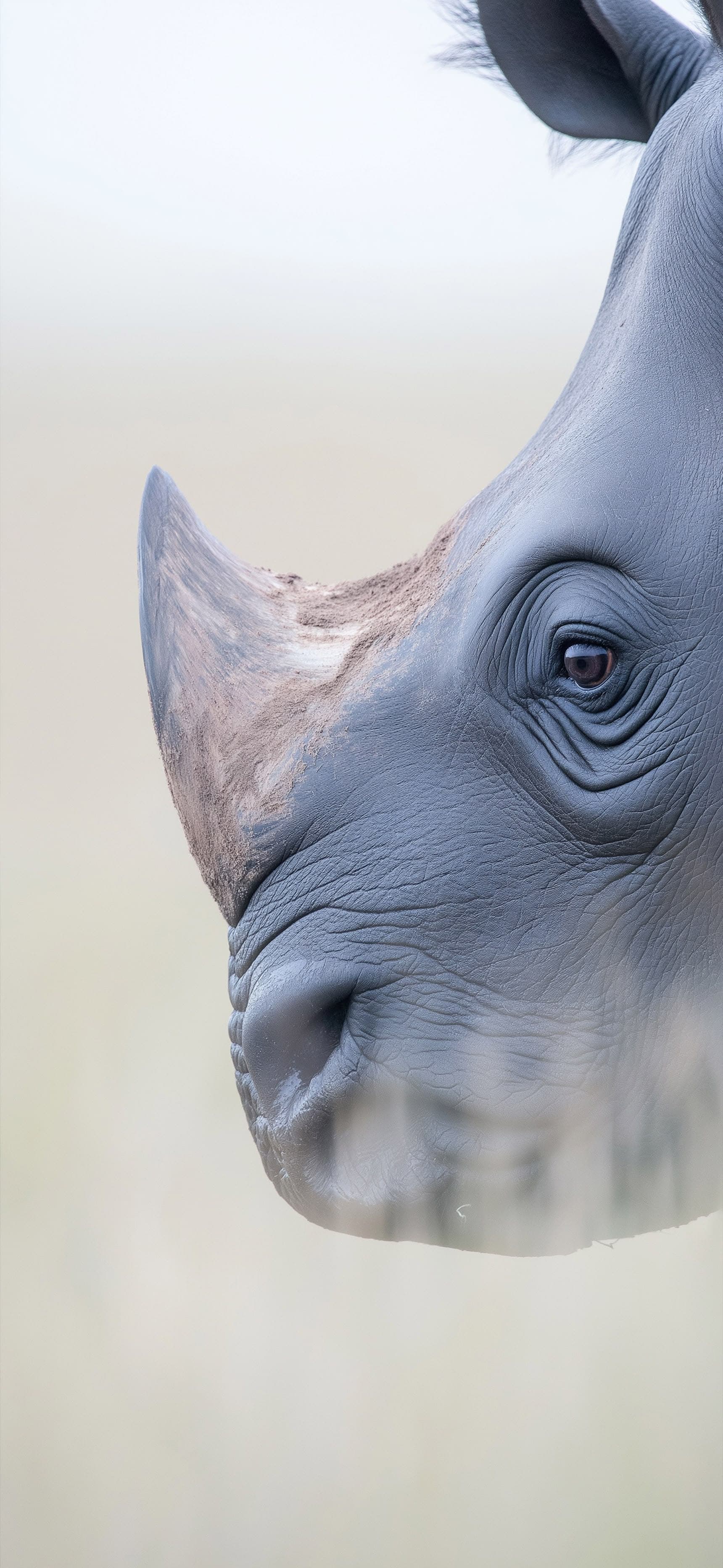 Gentle Rhino - Pro phone wallpaper
