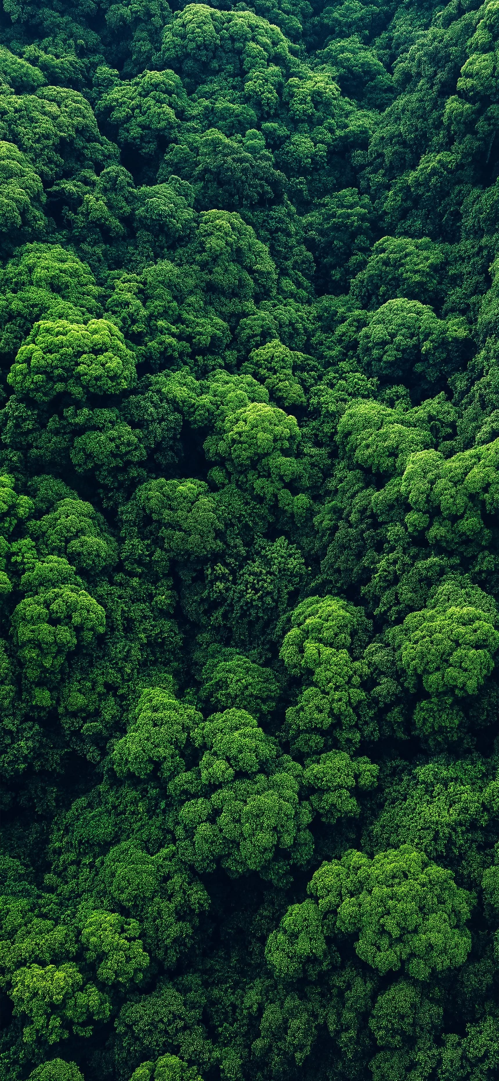 Emerald Forest 2 - Pro phone wallpaper