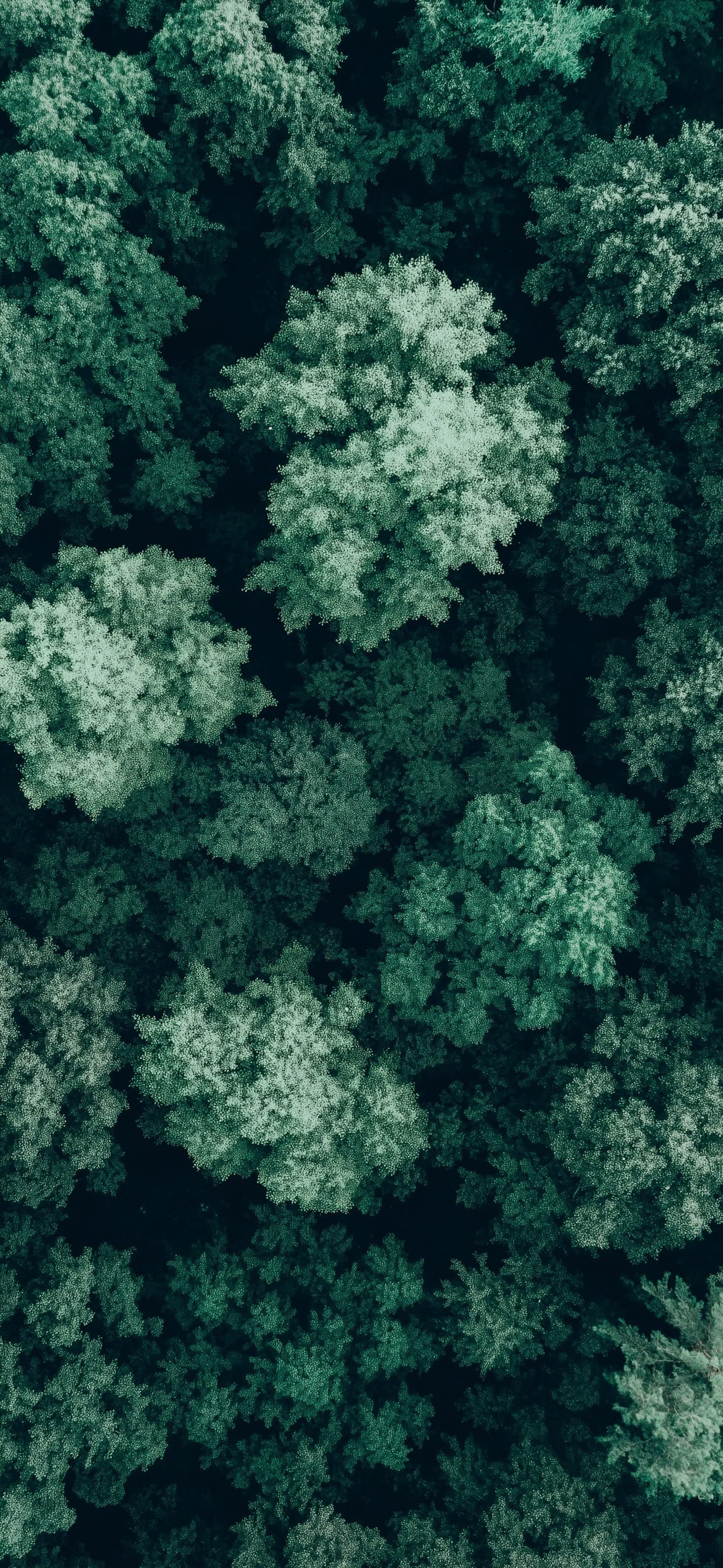 Forest Canopy - Pro phone wallpaper