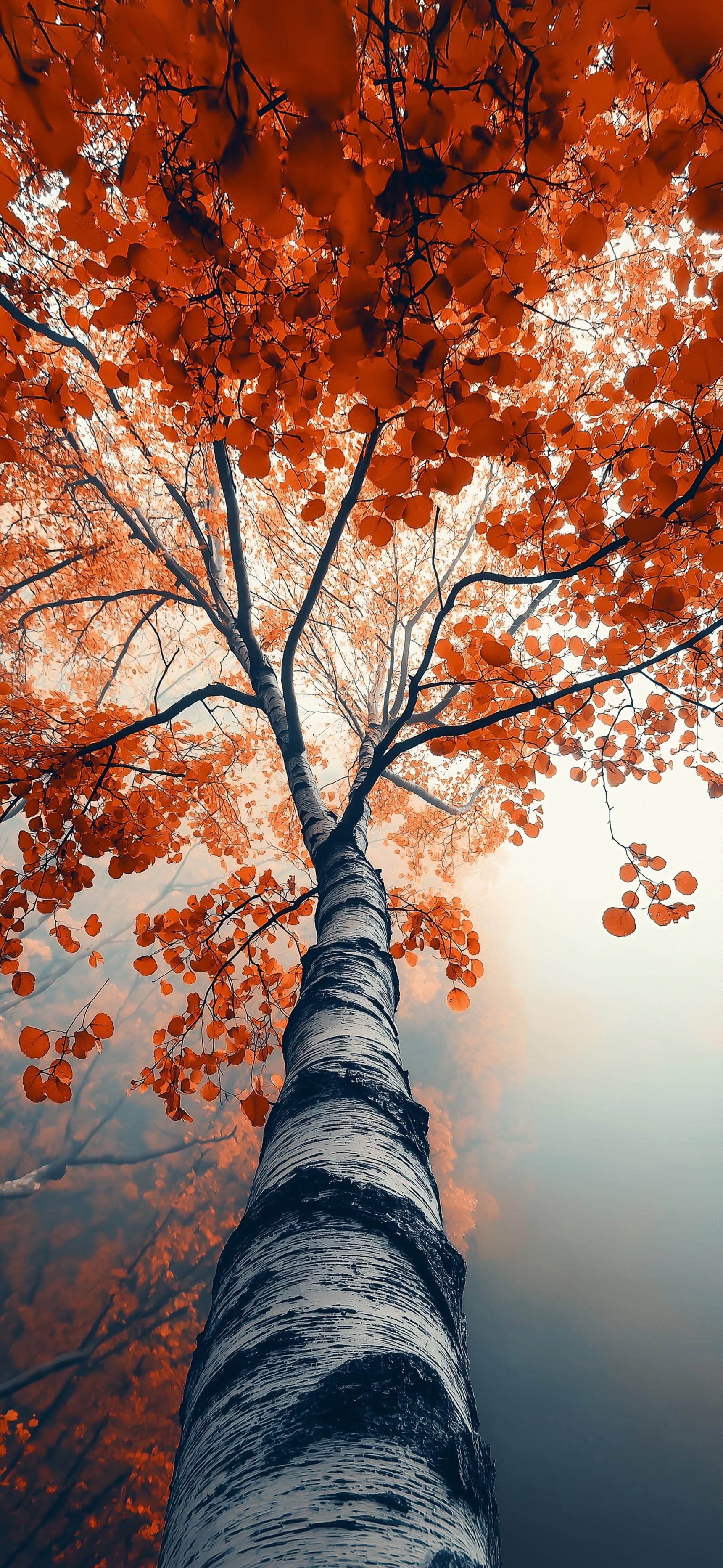Upward Tree Flame - Pro phone wallpaper