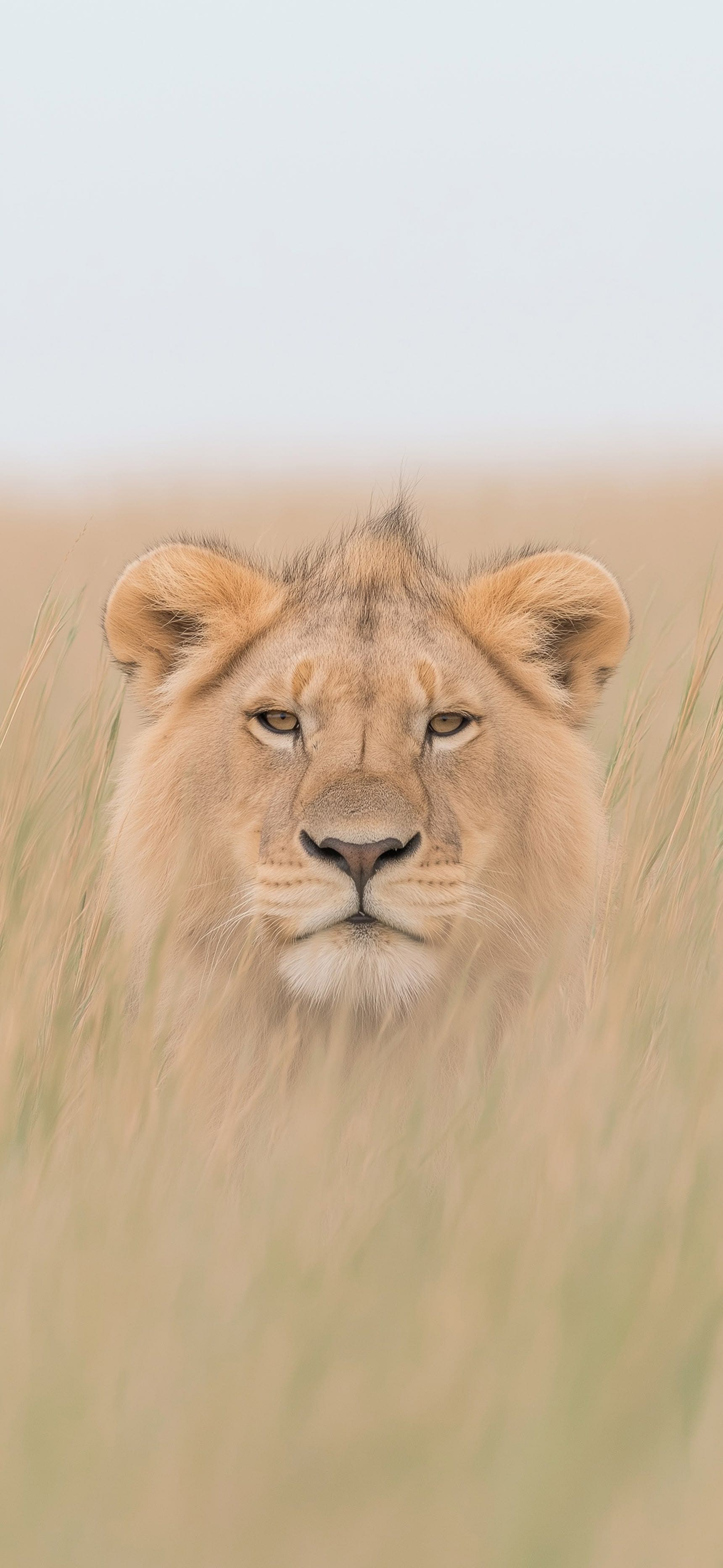 Lone Lion - Pro phone wallpaper