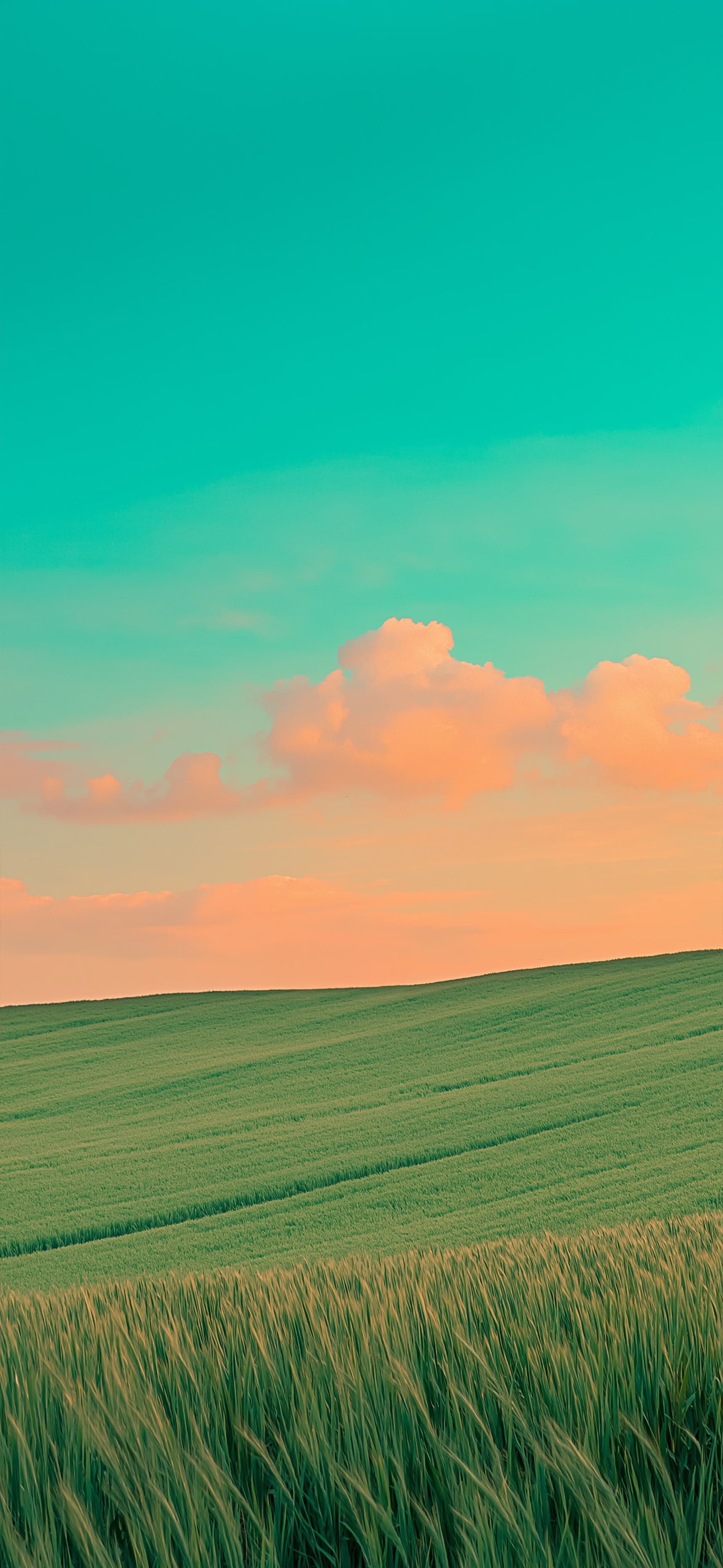 Summer Meadow - Pro phone wallpaper
