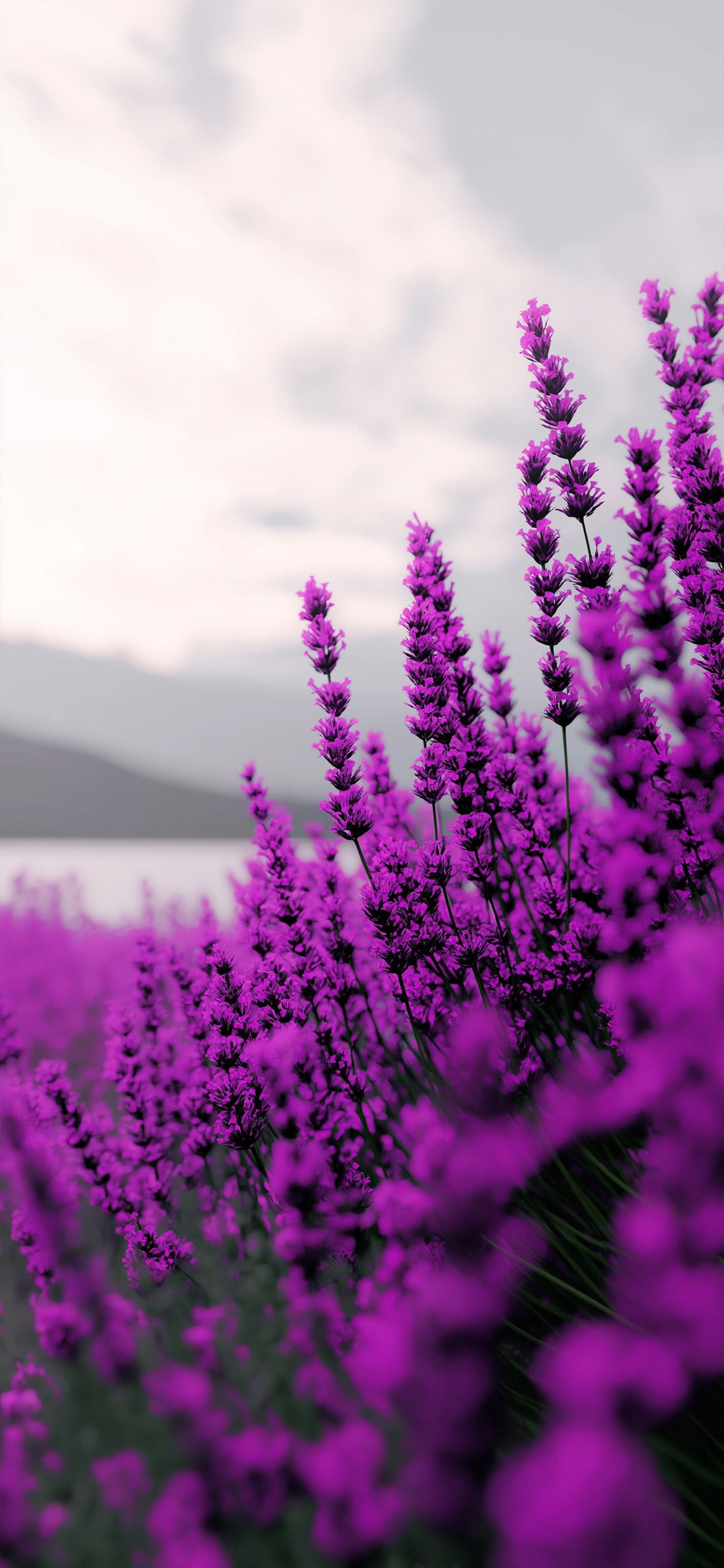 Purple Field - Pro phone wallpaper