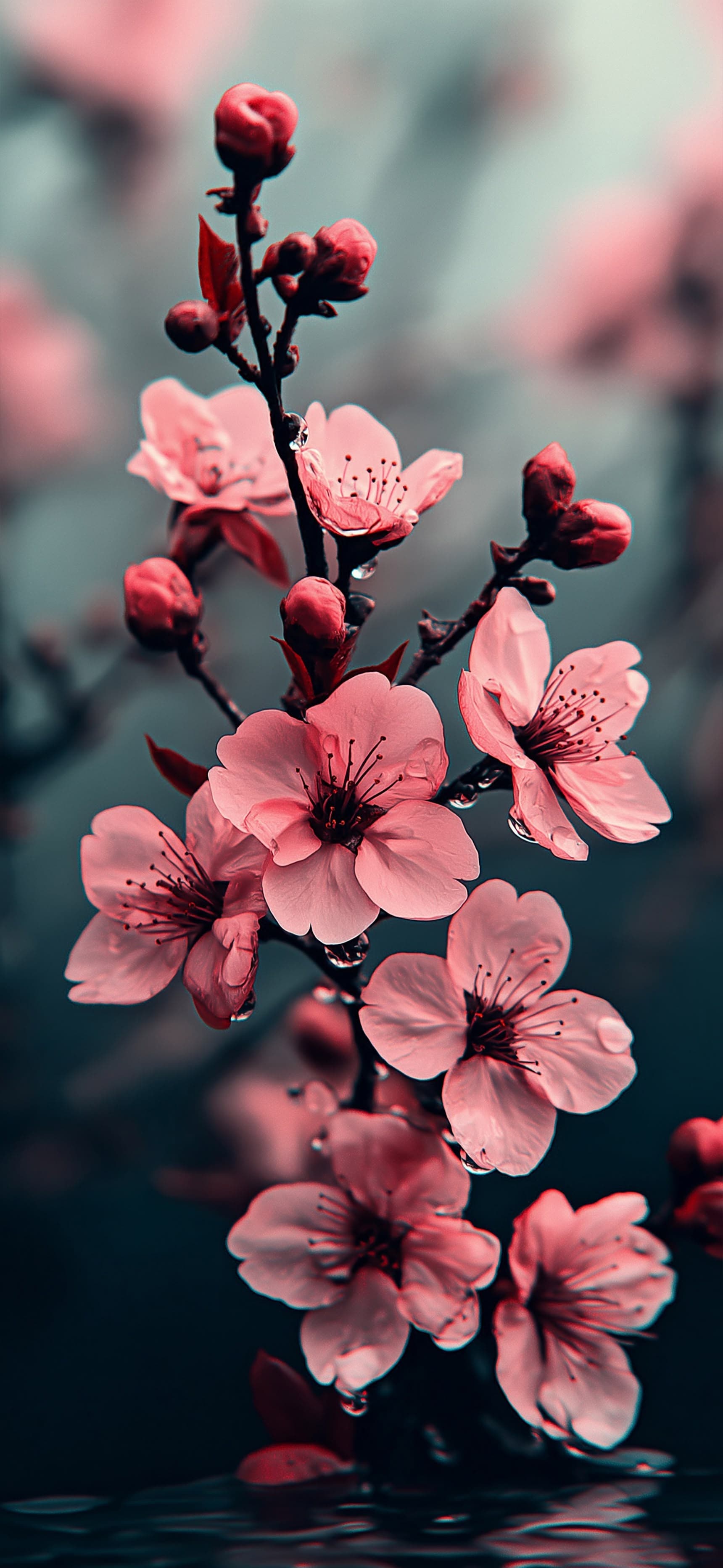 Blush Bloom - Pro phone wallpaper