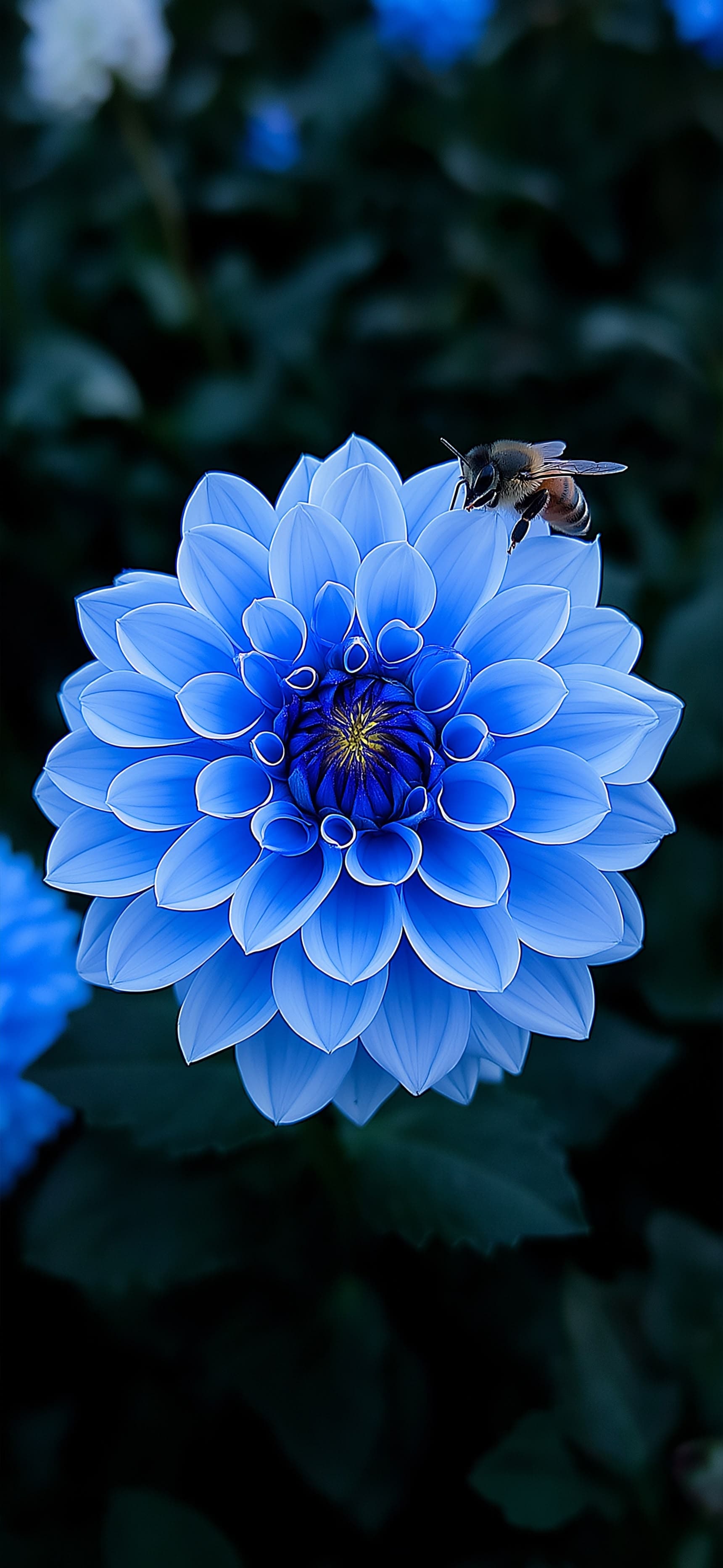 Blue Dahlia Bee - Pro phone wallpaper