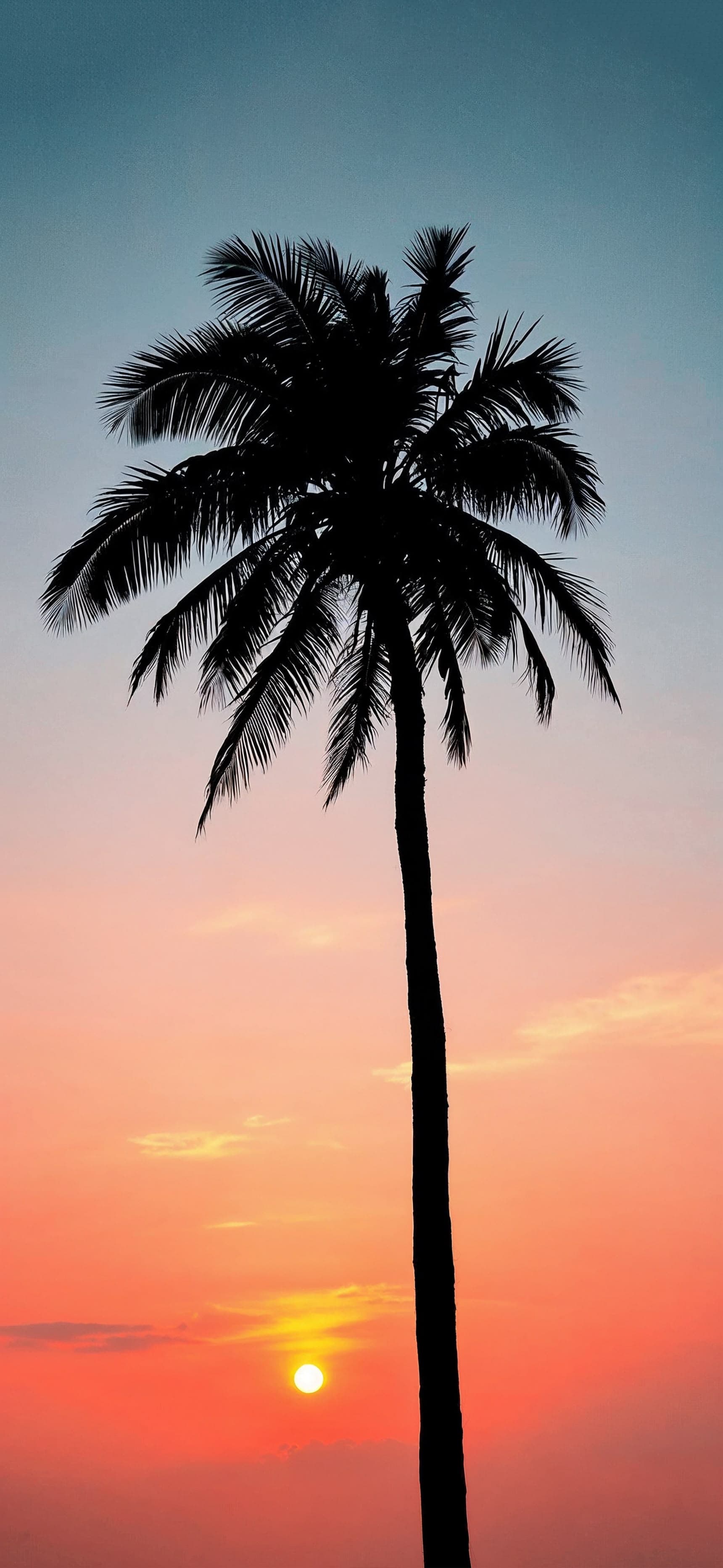 Tropical Sunset Silhouette - Pro phone wallpaper