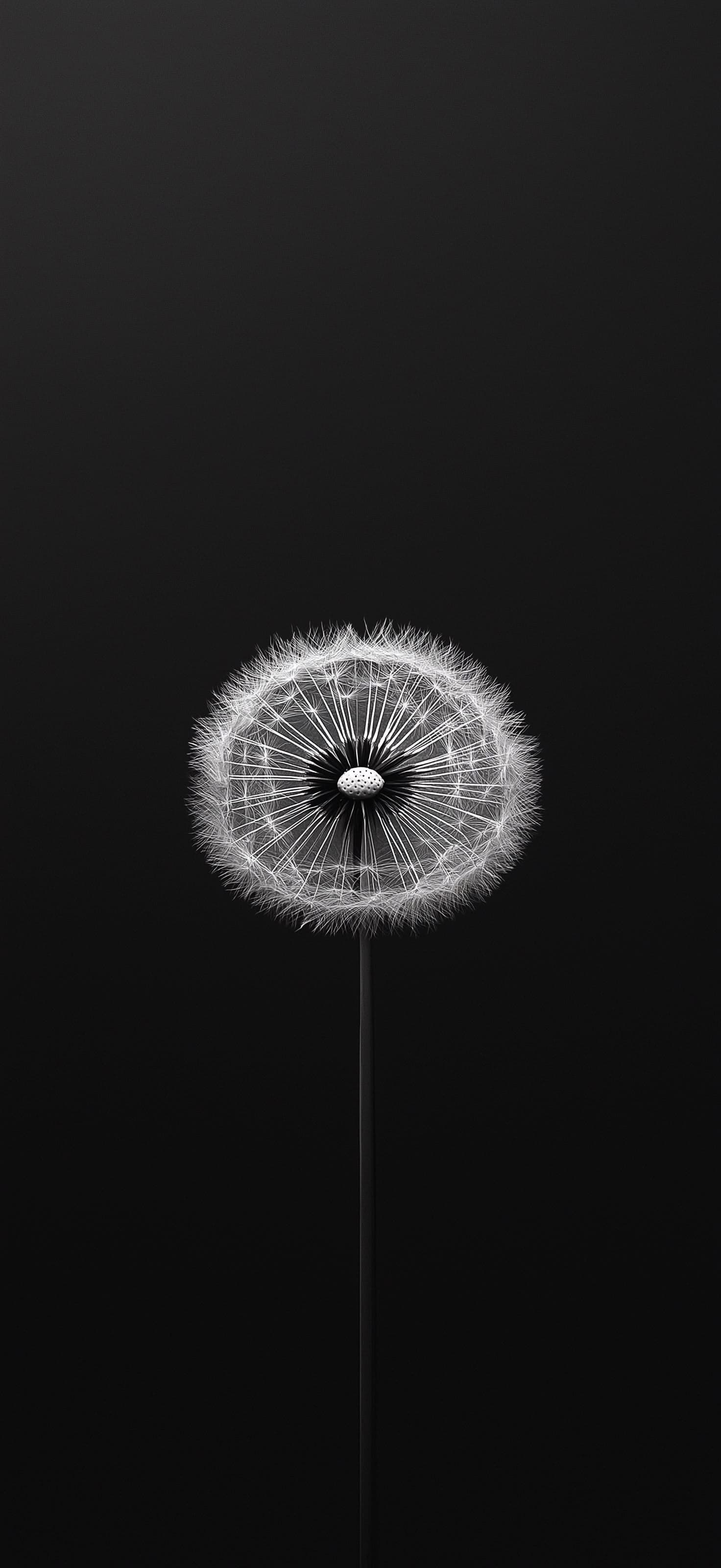 Dandelion Minimalism Art - Pro phone wallpaper