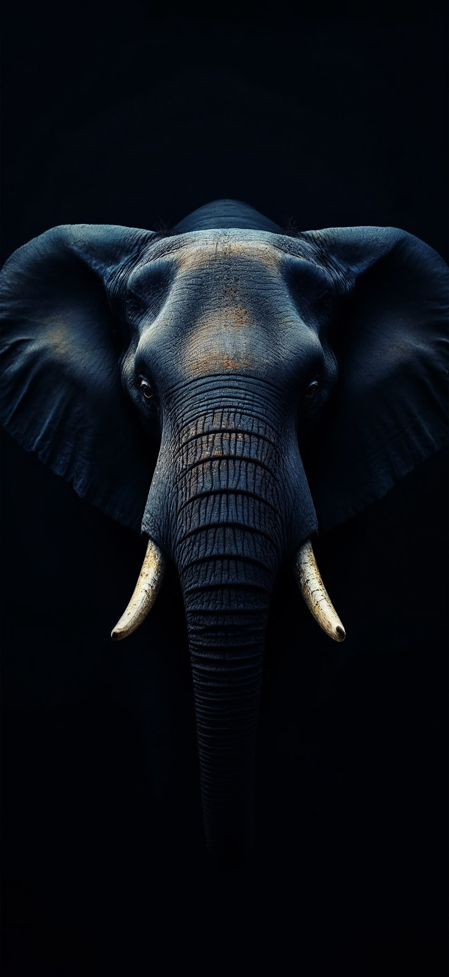 Dark Elephant Stare - Pro phone wallpaper
