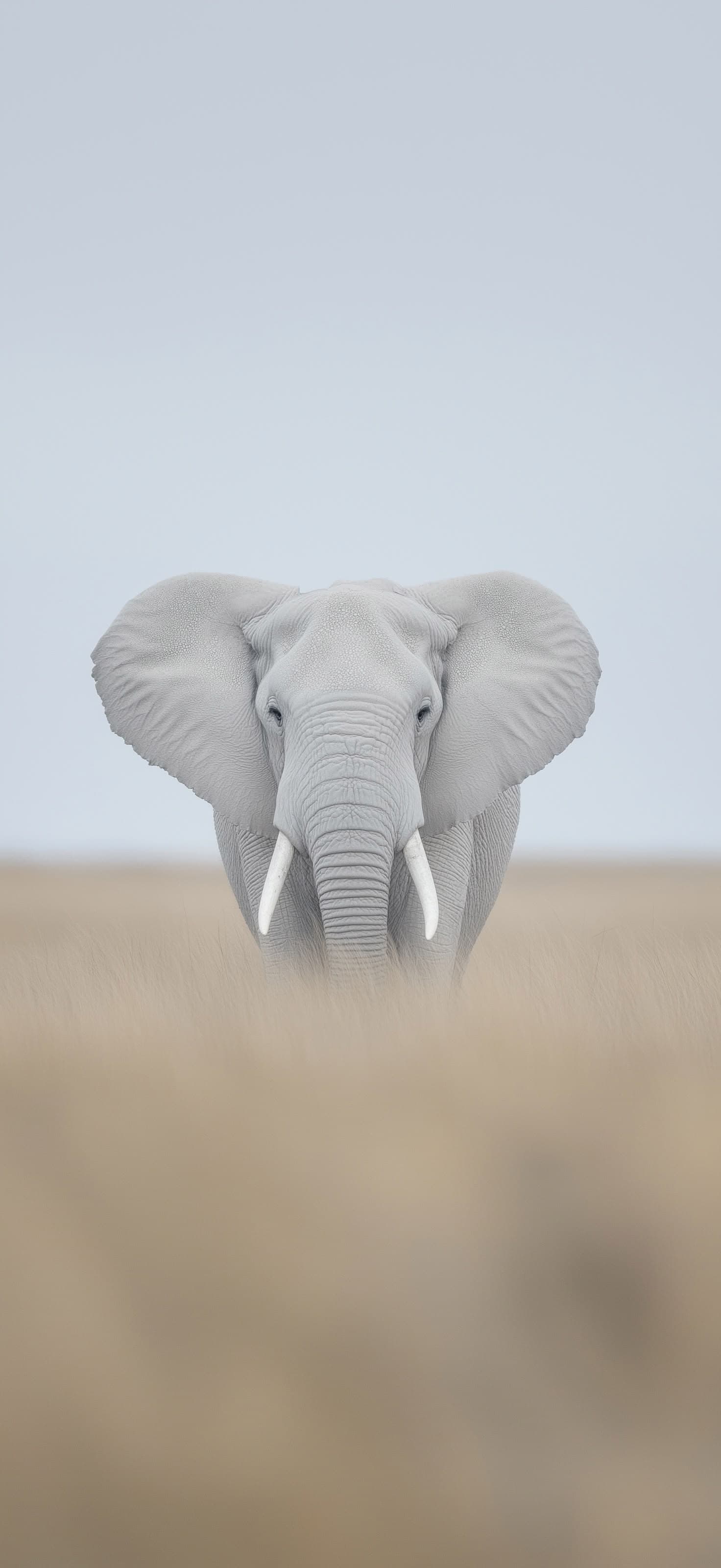 Gray Elephant - Pro phone wallpaper