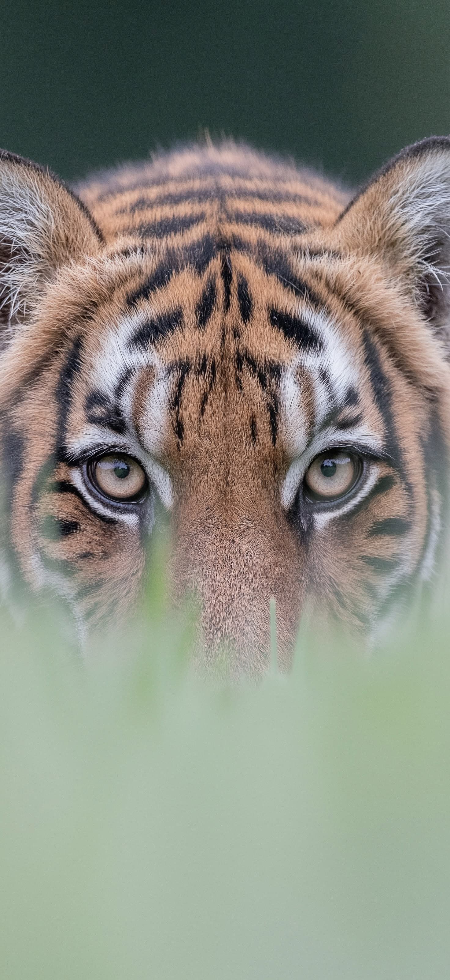 Tiger Eyes - Pro phone wallpaper