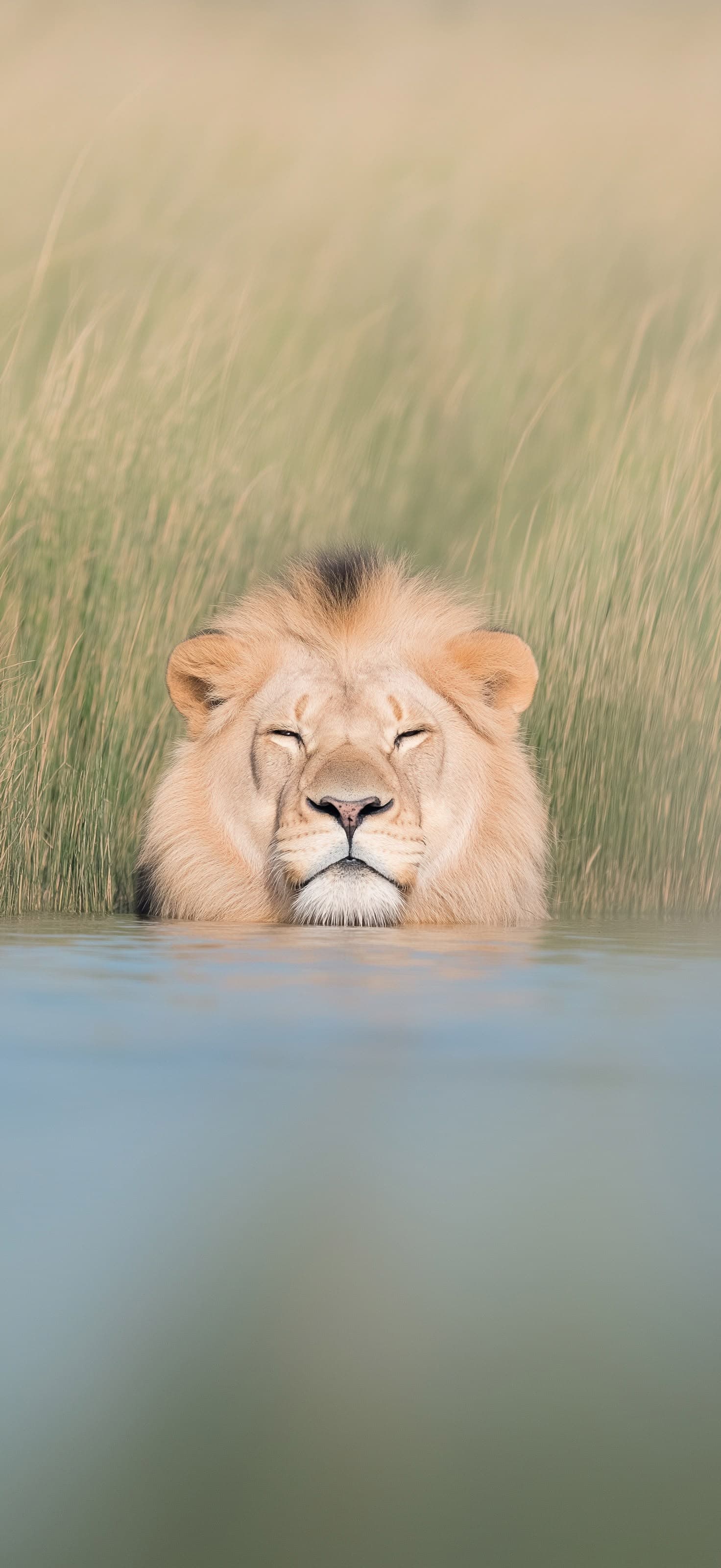 Lion Water - Pro phone wallpaper