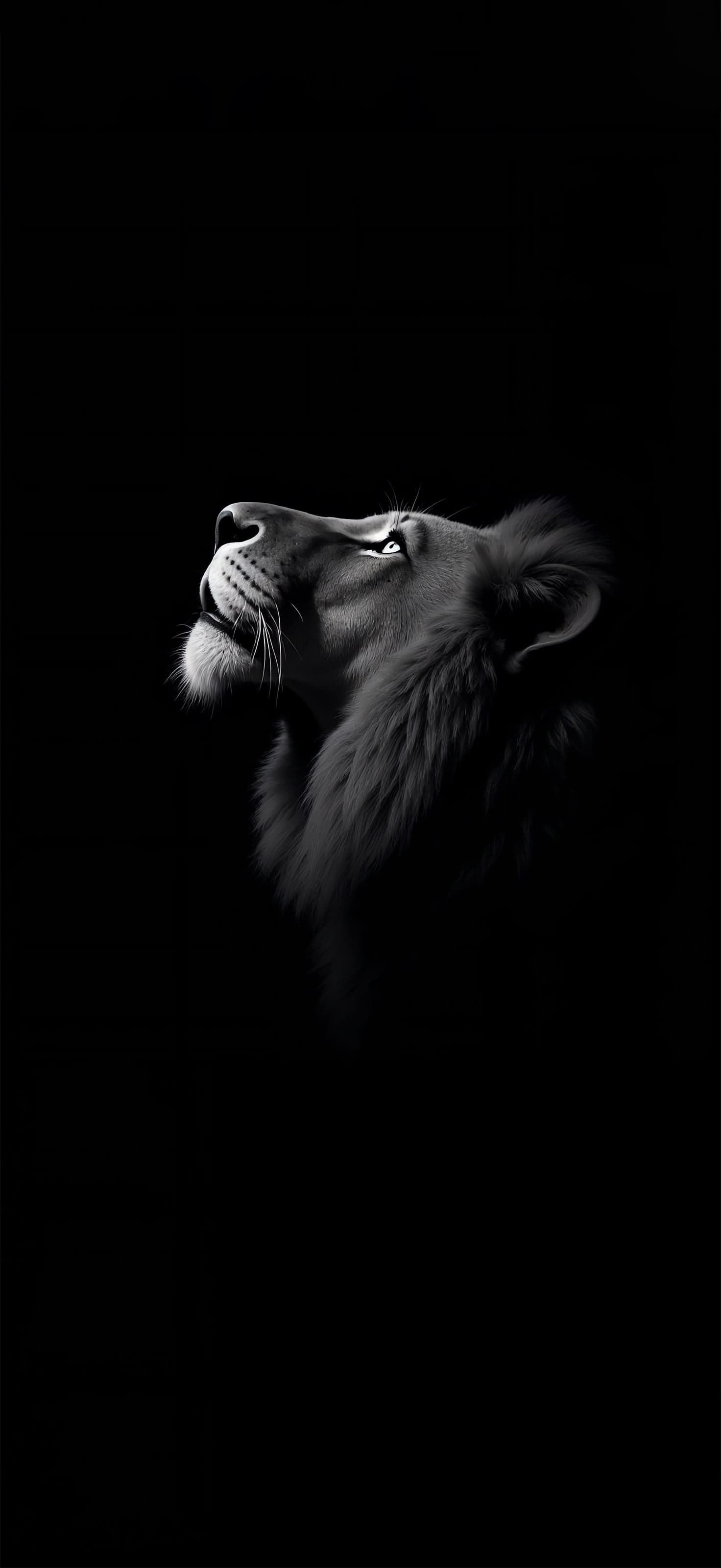 Lion Portrait - Pro phone wallpaper