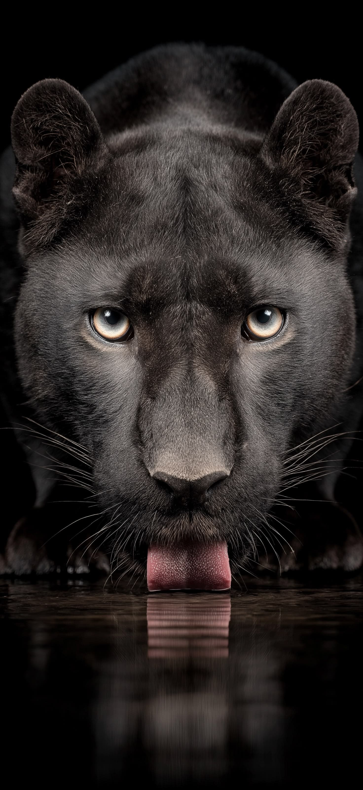 Close-up Panther - Pro phone wallpaper
