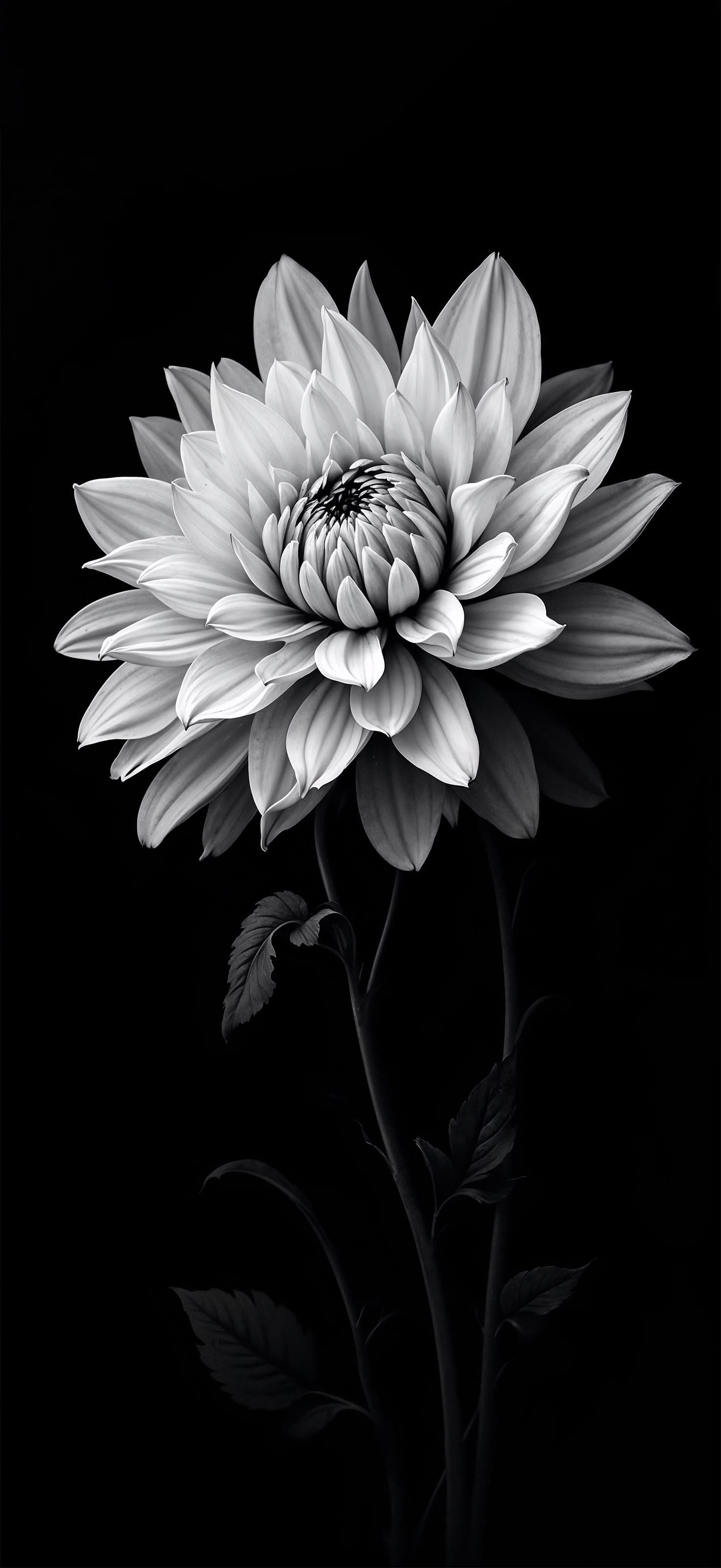White Flower Portrait - Pro phone wallpaper